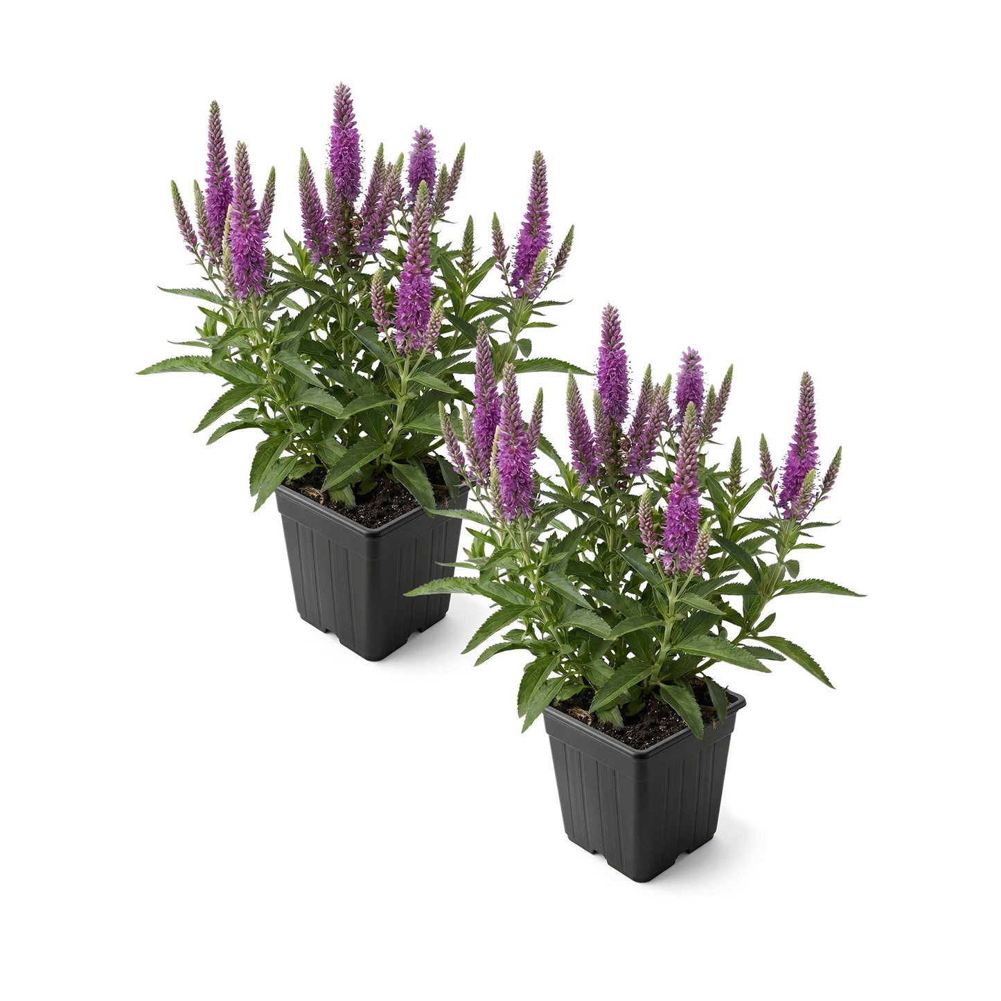 Live Veronica Speedwell 2-Pack – Skyward Lilac – Upright Sun Perennial, Pollinator Friendly, 10” Tall, 1 Qt Pot