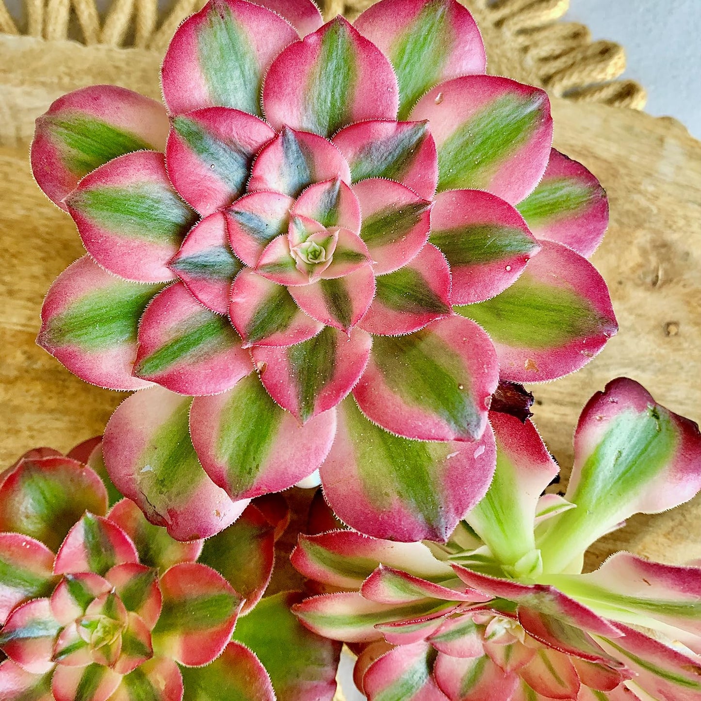 FWPP Succulents Plants Live Echeveria Perle von Nürnberg,Mini Succulents Red 3 inches Mini Succulents,Bare Root Without Pot,Succulent Plant Live Decoration Plant Gifts