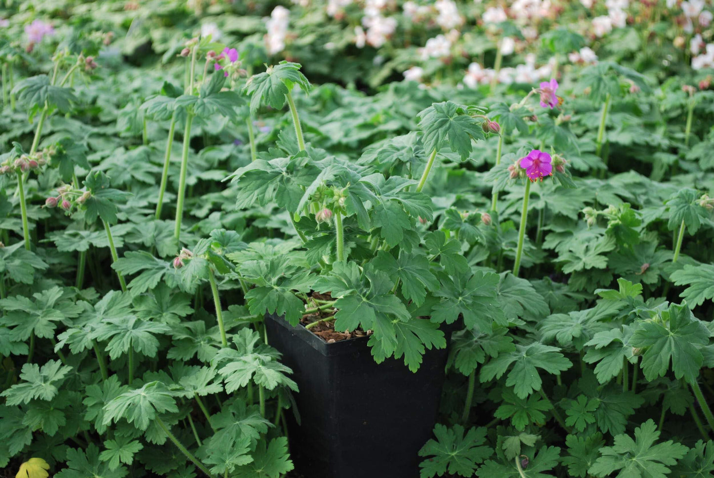 Perennial Farm Marketplace Geranium macrorrhizum 'Bevan's Variety' (Bigroot Geranium) Live Perennial, Size-Quart, Ground Cover, Spring Blooming Magenta Flowers, Zones 4-8