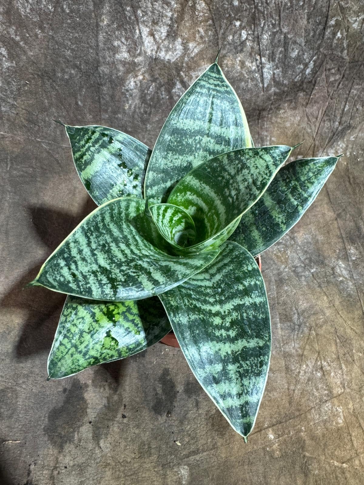 PLANTVERS Sansevieria Trifasciata 'Hahnii' in 4" Grow Pot –Bird’s Nest Snake Plant – Easy Care Air Purifying Indoor Houseplant - Tropical Houseplant