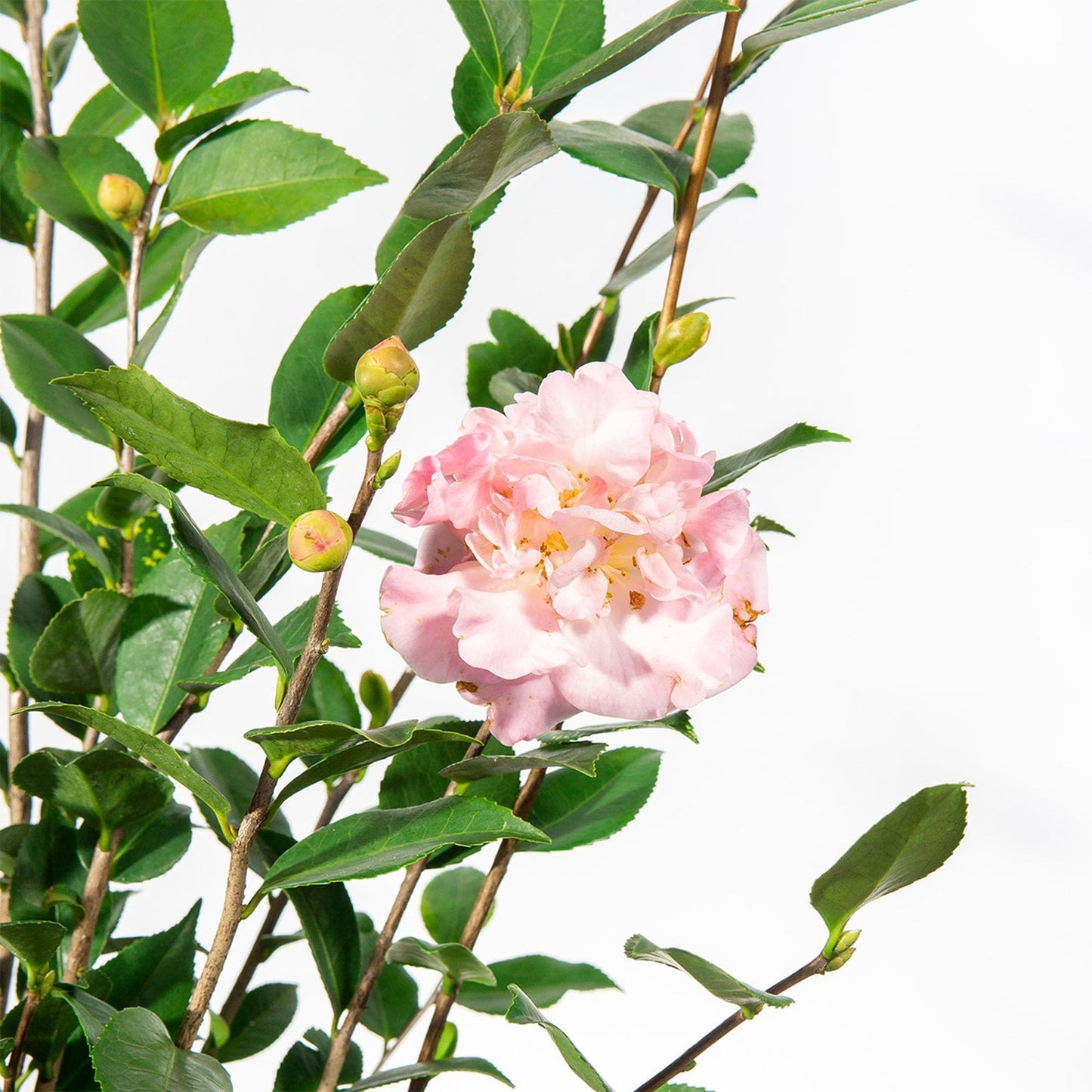 Perfect Plants High Fragrance Camellia 1 Gallon | Evergreen Blooming Shrub | Fragrant Pink Blooms for Early Spring