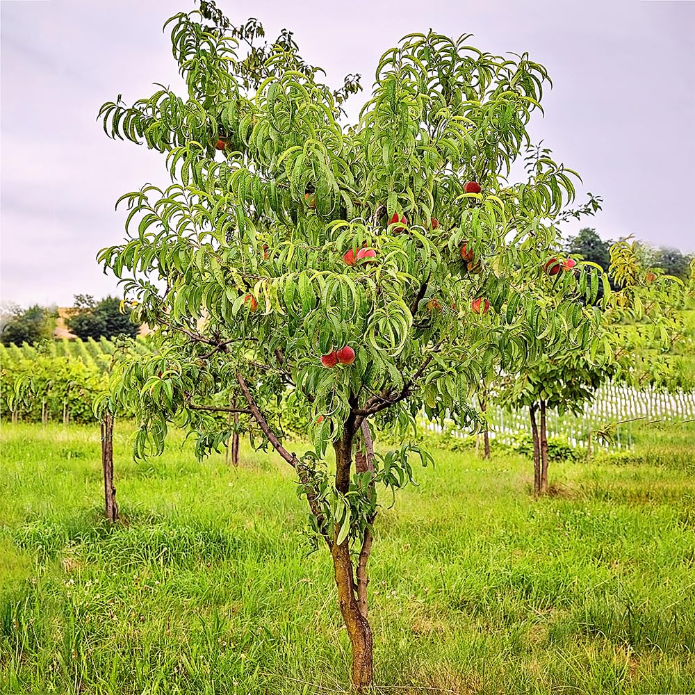 Belle of Georgia Peach Tree, Cold Hardy, Deciduous, Self-Pollinator, 1 gal Nursery Pot, 1-2 ft Tree Height (Due to Agricultural Laws, we Cannot Ship to CA, AZ, AK, or HI)