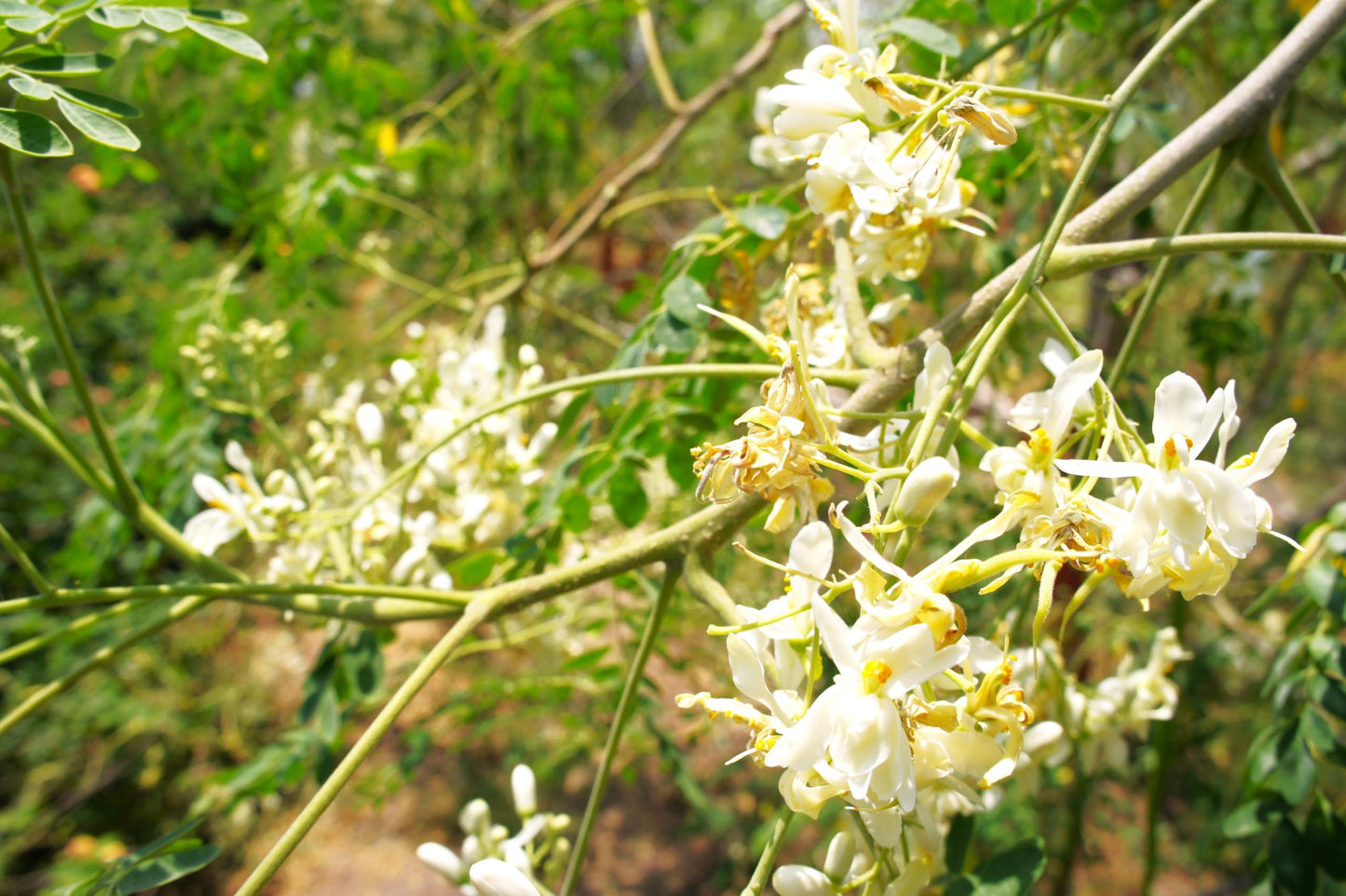 TomorrowSeeds - Moringa (Drumstrick Tree) Seeds - 30+ Count - For 2026 Planting Moringa Oleifera Drumstick Horseradish Edible Pods Flowers Malunggay Indian Perennial Tree Grow Your Own Home Farm Patio