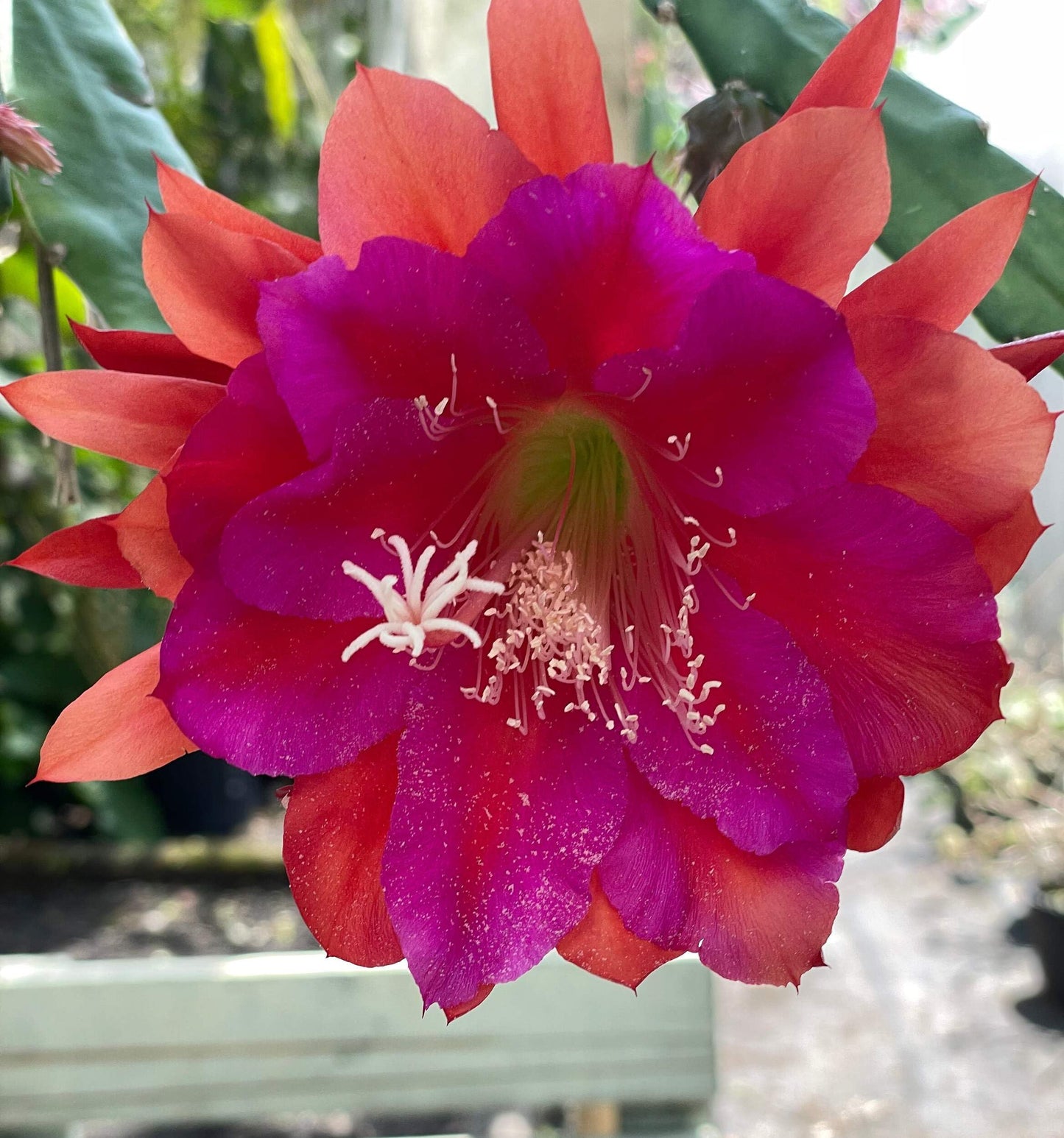 Epiphyllum 'Appeal' Fully-Rooted Starter Pot - Orchid Cactus Epiphytes - Indoor and Outdoor Plant - No Shipping to California or Arizona
