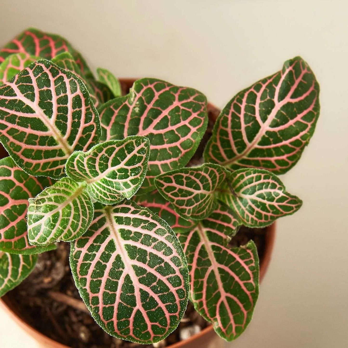 Fitonia Pink Live Plant for Indoor | Different Houseplants in 4'' & 6'' Pot | Real House Plant for Living Room, Office, Desk & Bathroom | [Common Plant Names]
