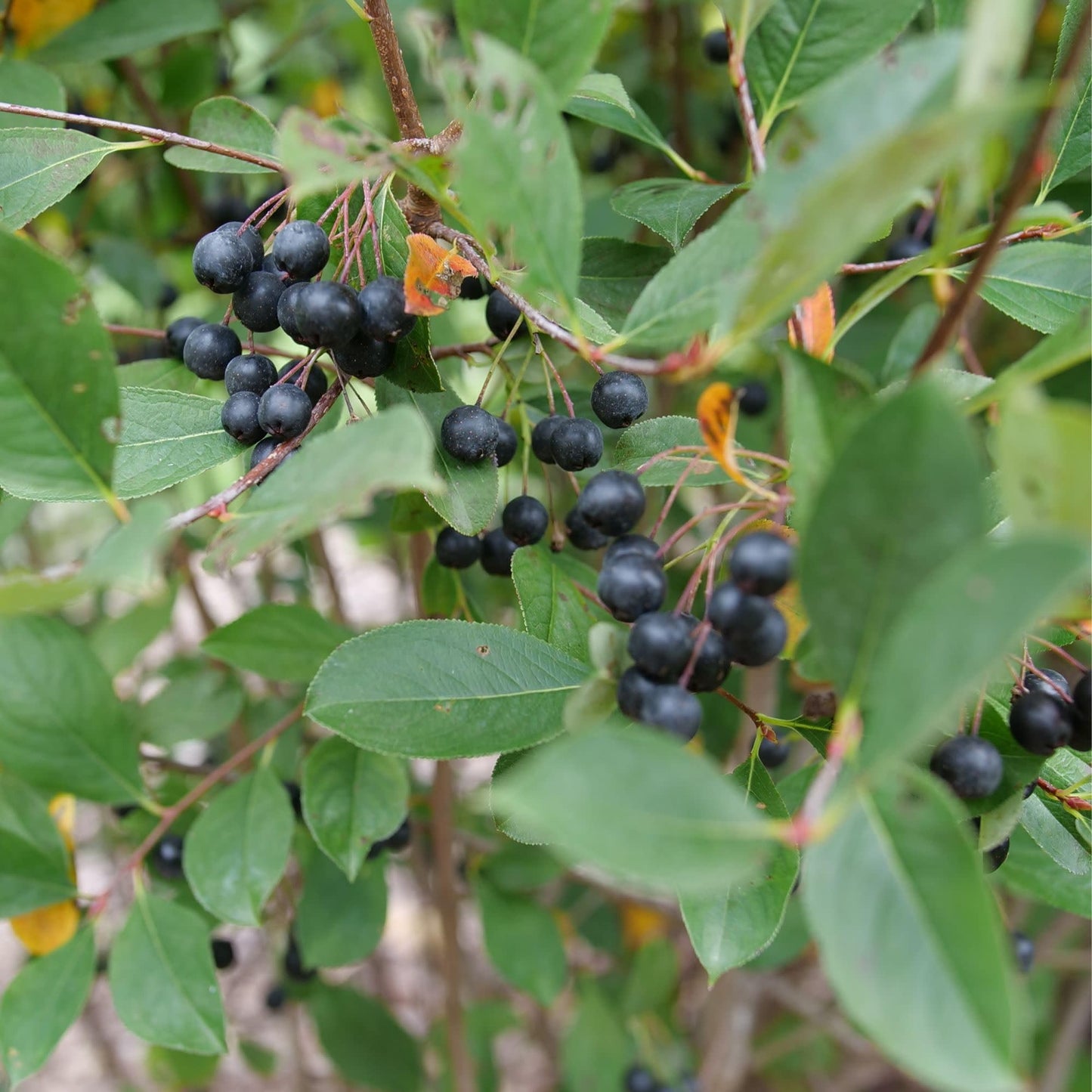 Proven Winners Low Scape Snowfire Aronia (Aronia melanocarpa) Live Plant, 4.5" Qt, 4 Pack