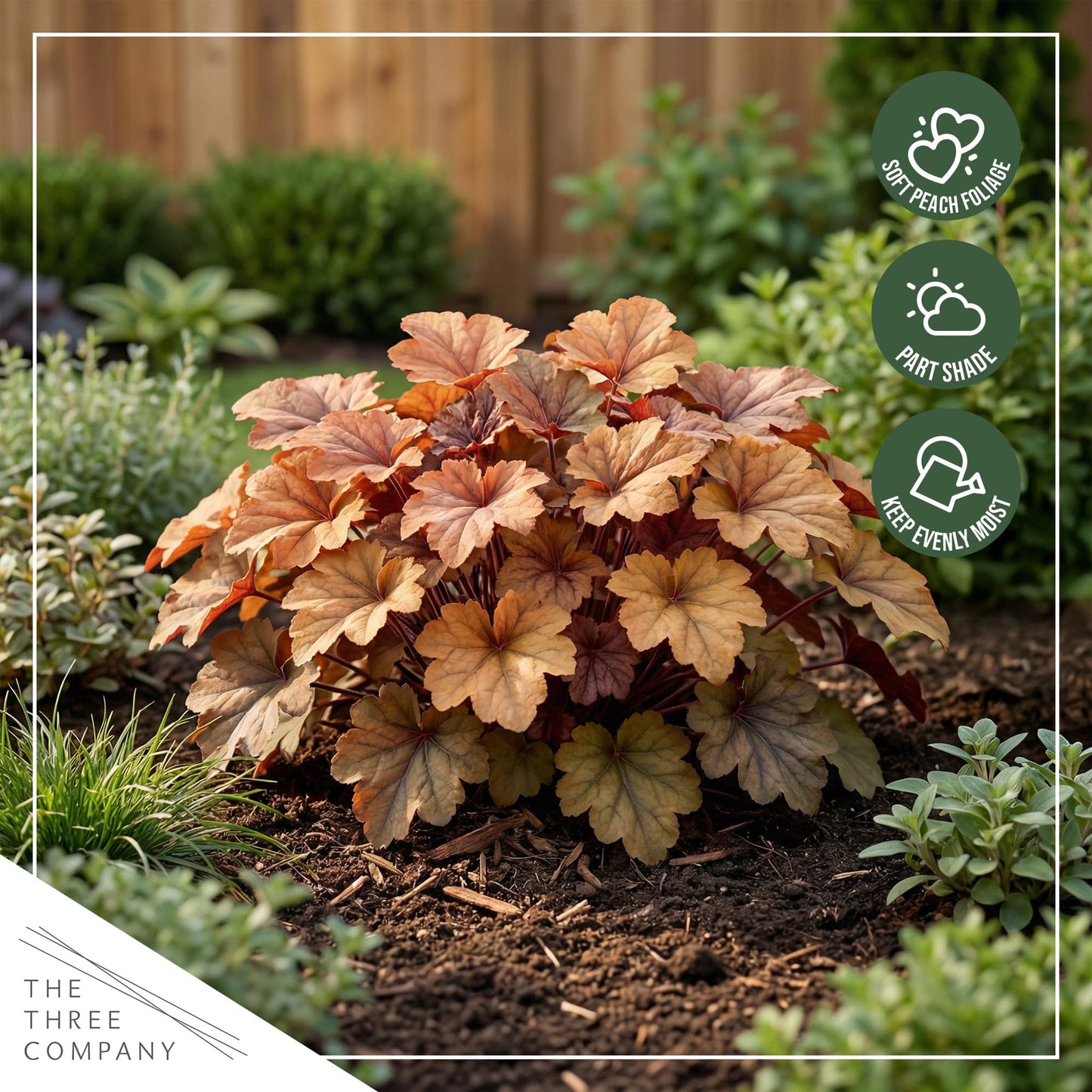 Live Heuchera Coral Bells 2-Pack – Peach Parfait – Shade Perennial Foliage Plant, 10” Tall, 1 Qt Pot