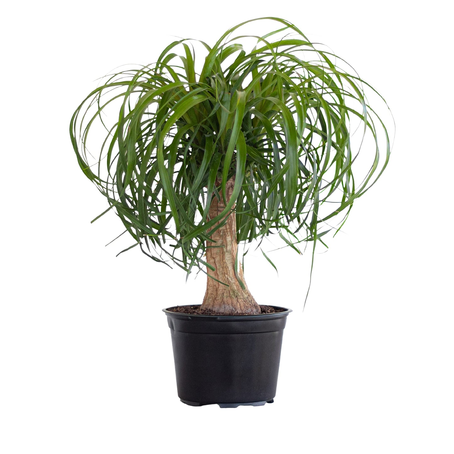 Ponytail Palm Live Plant by United Nursery, 14–16 inches Tall in 6 inch Plant Pot, Easy to Maintain Indoor House Plant for Home, Patio, or Office Decor