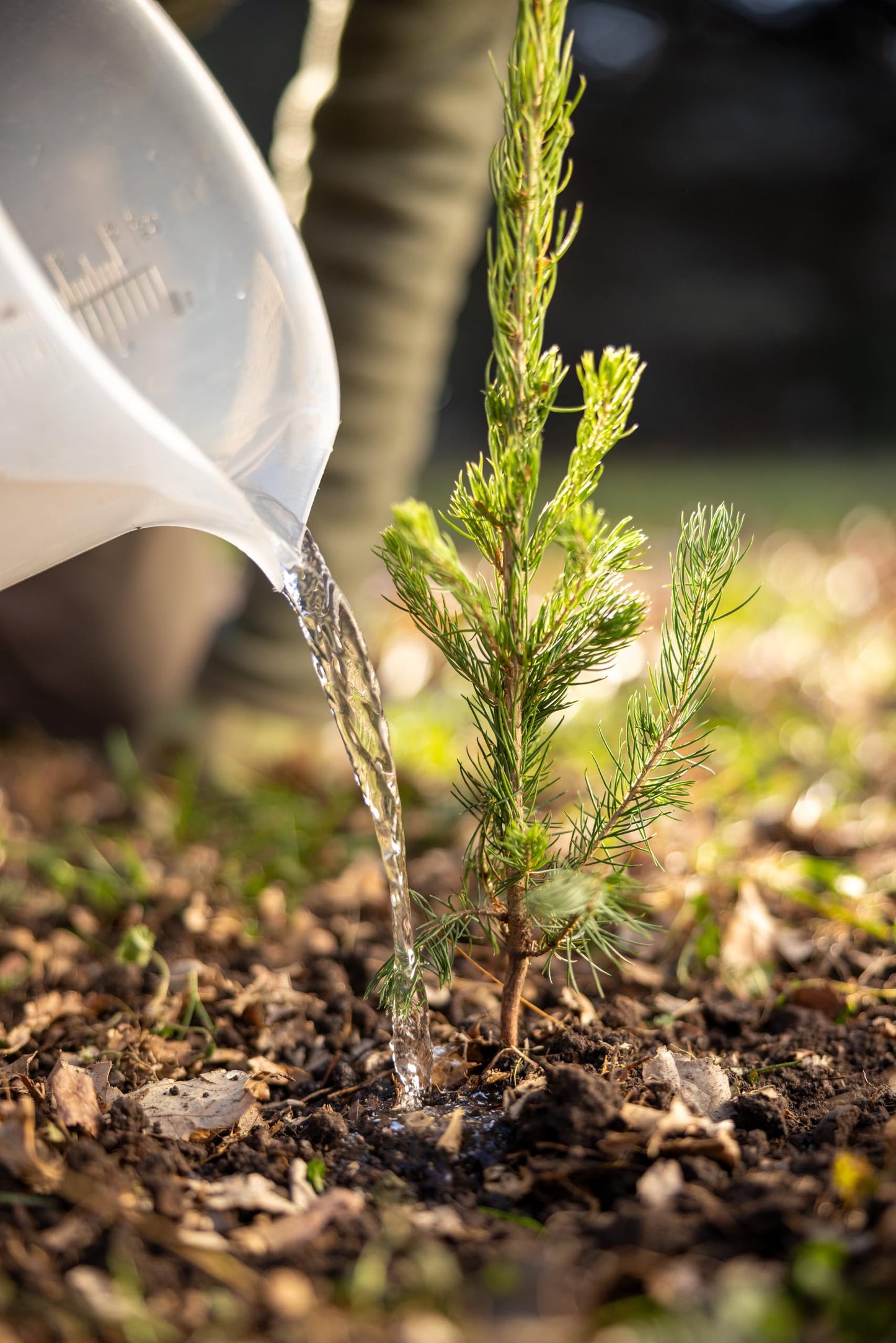 Norway Spruce Tree Seedling Plugs | 6"-12" | Arbor Day Foundation (3-Pack)