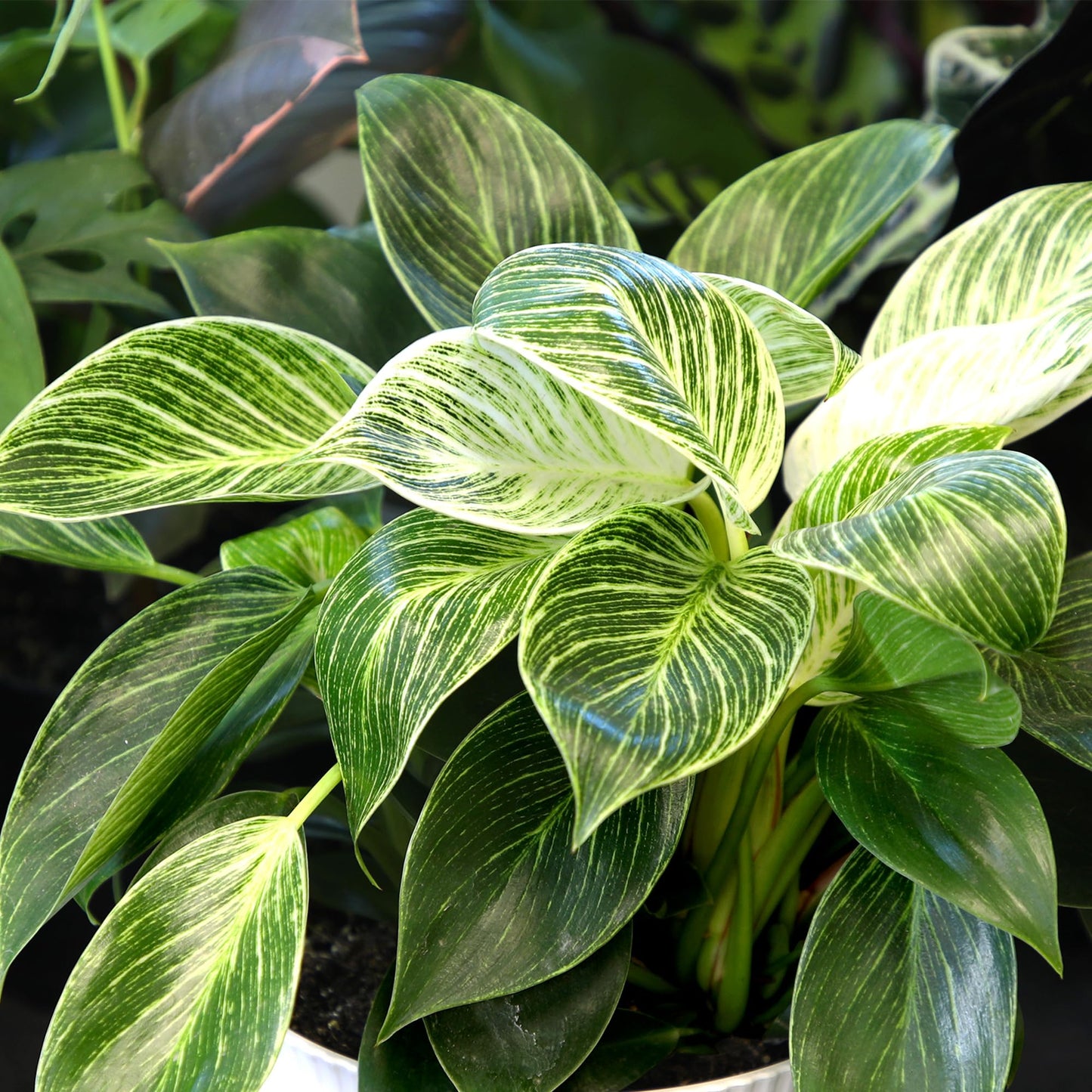 Variegated Philodendron Birkin Houseplant, Powerful Air Purifying Plant, Easy to Grow, Upright Philodendrons, Popular Live Indoor Plants, 6 in. Grower Pot