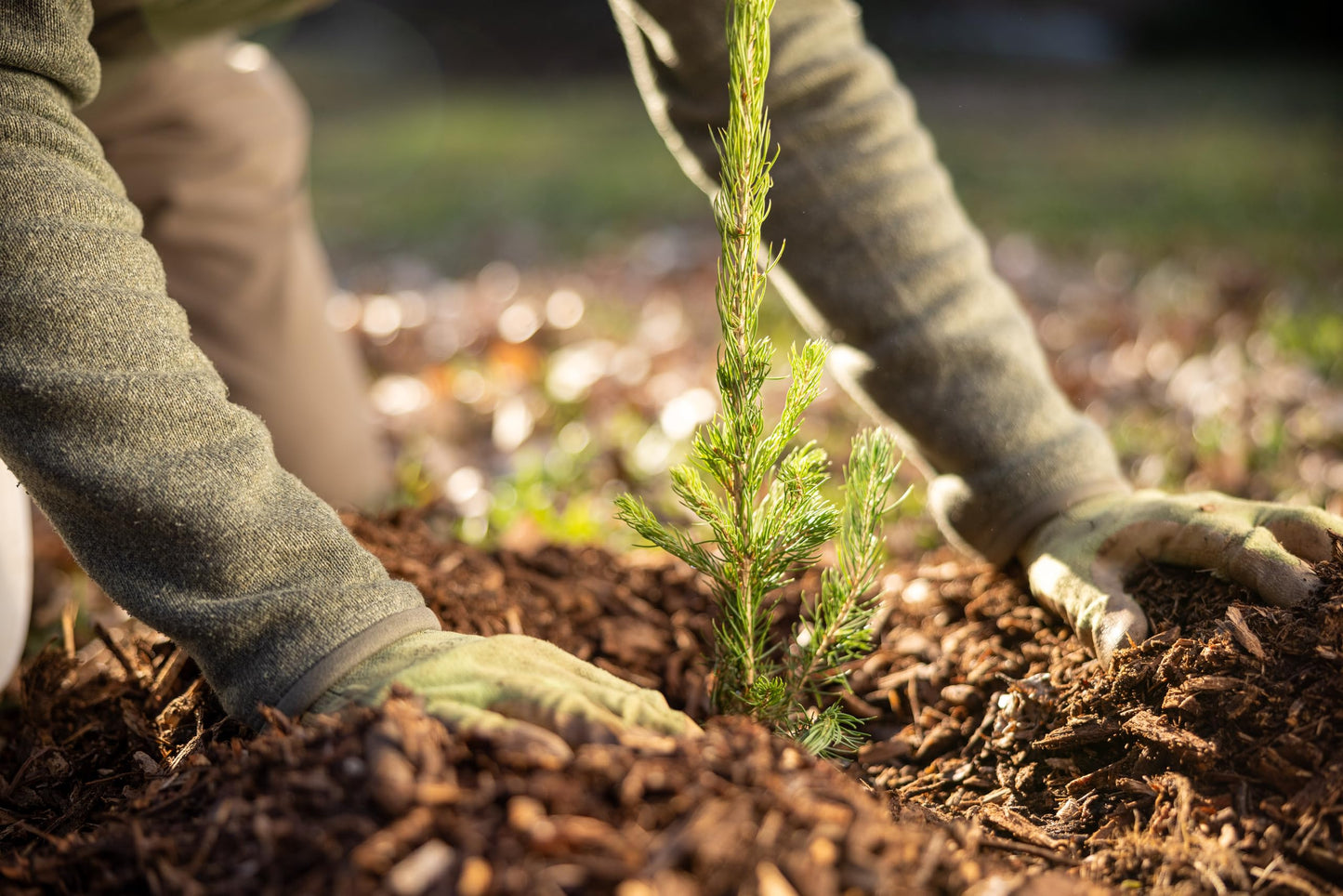 Norway Spruce Tree Seedling Plugs | 6"-12" | Arbor Day Foundation (3-Pack)