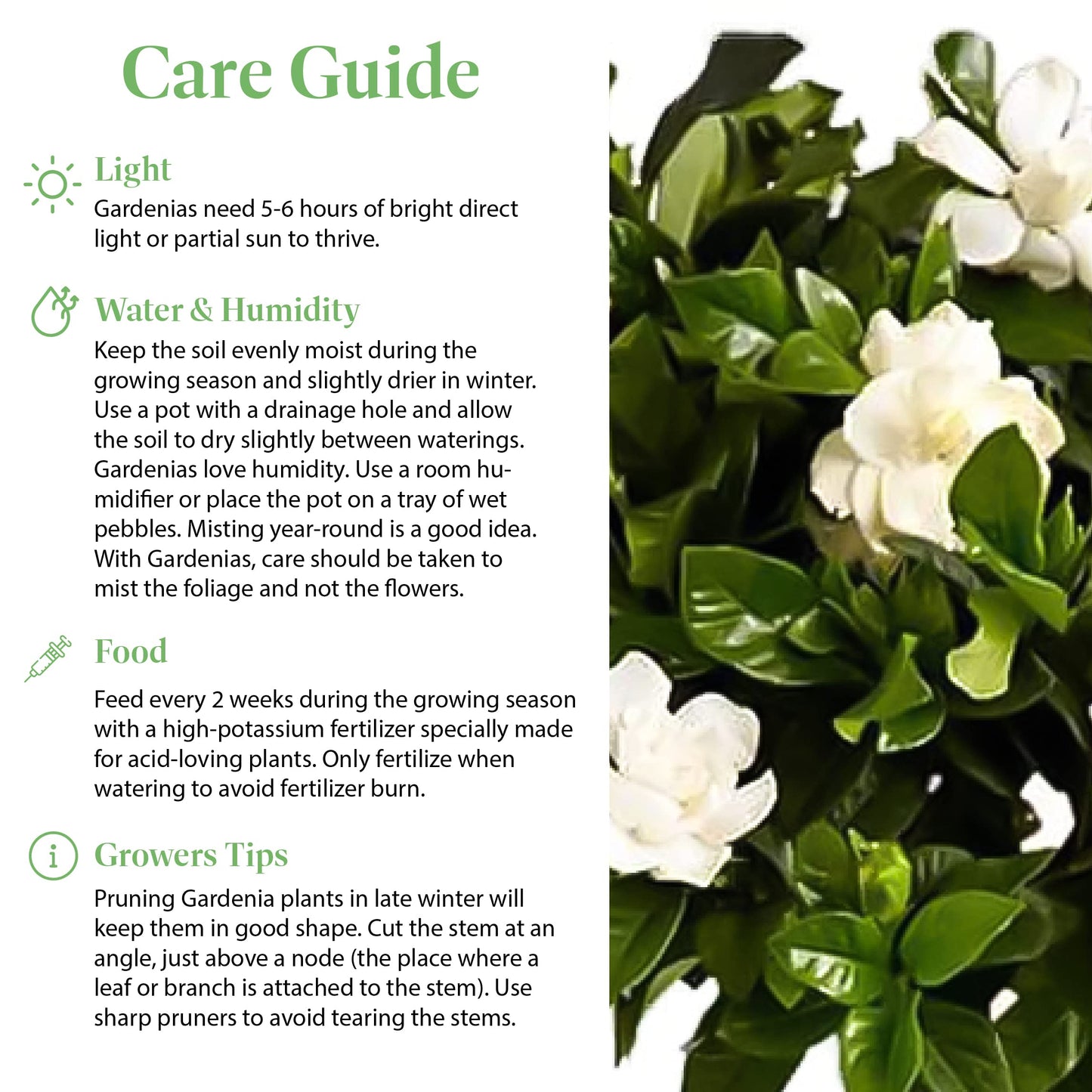 American Plant Exchange Mini Gardenia Vetchii Tree, Live 6-Inch Indoor Flowering Plant, Fragrant Houseplant for Home or Office, for Mother's Day & Year-Round Décor