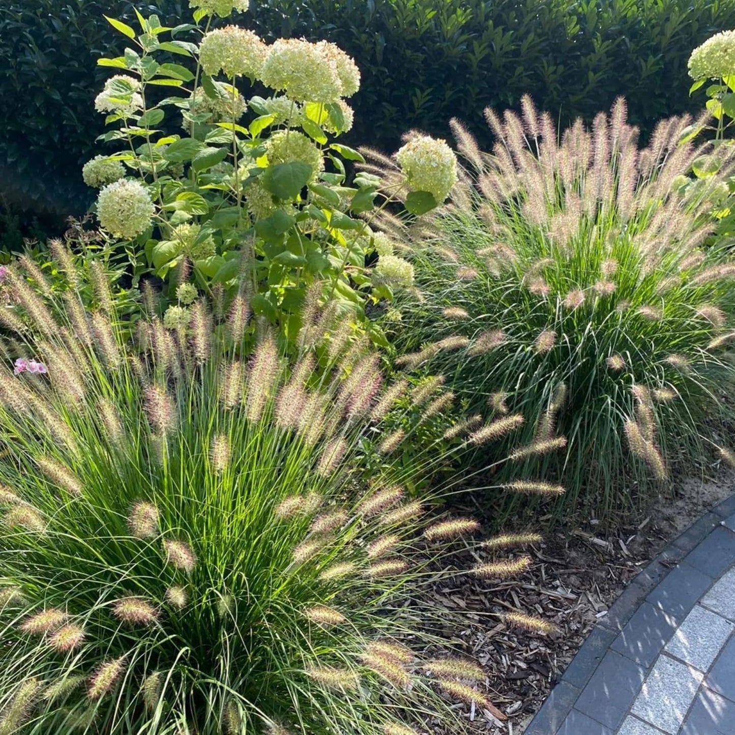 Live Plant - Hameln Dwarf Fountain Grass - Live Plant - (2.5 Qt)