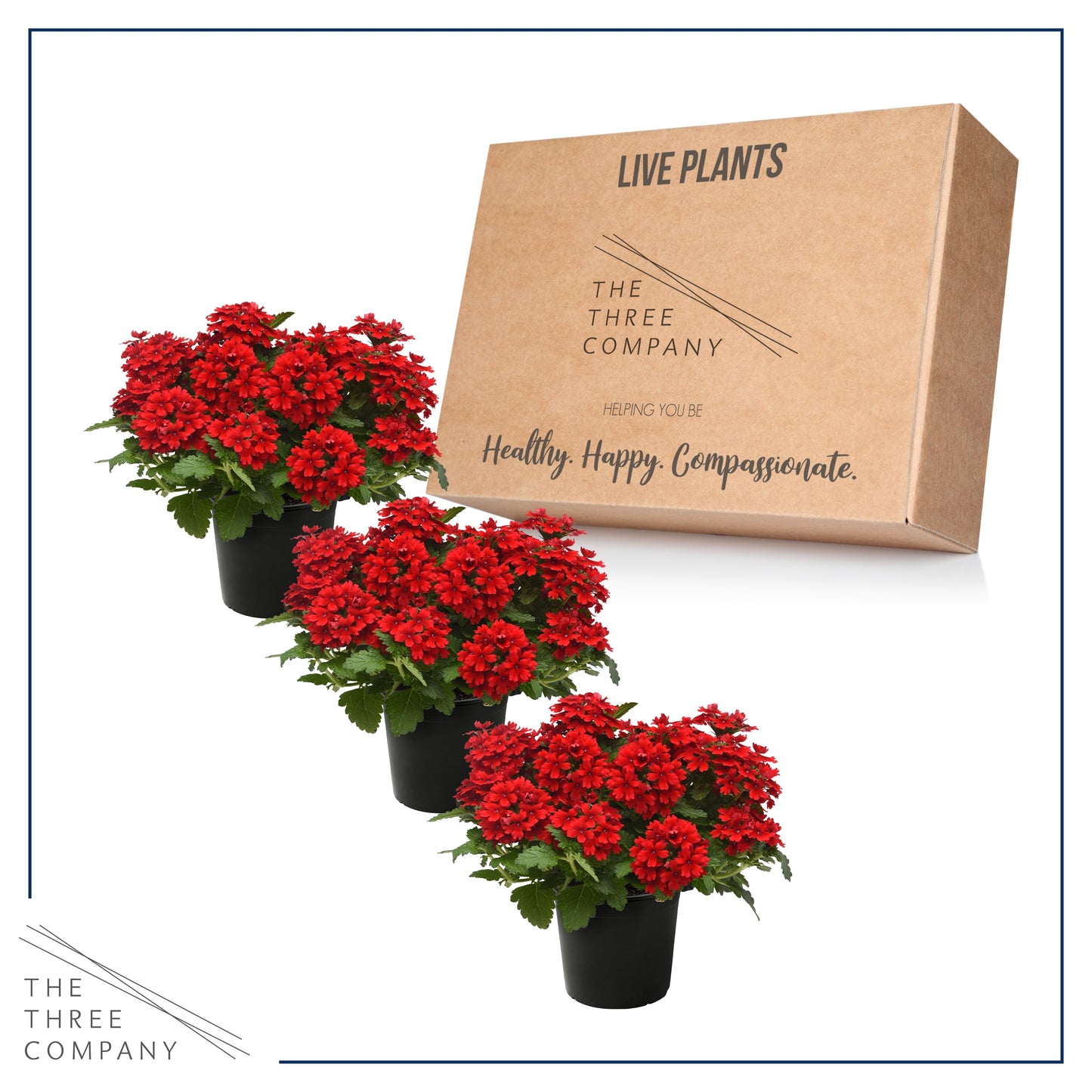 Live Flowering Verbena - Shades of Red (3 Plants Per Pack) - Healthy Flowering Plant - Beautiful Spring Color - 10" Tall by 5" Wide in 1Qt Pot