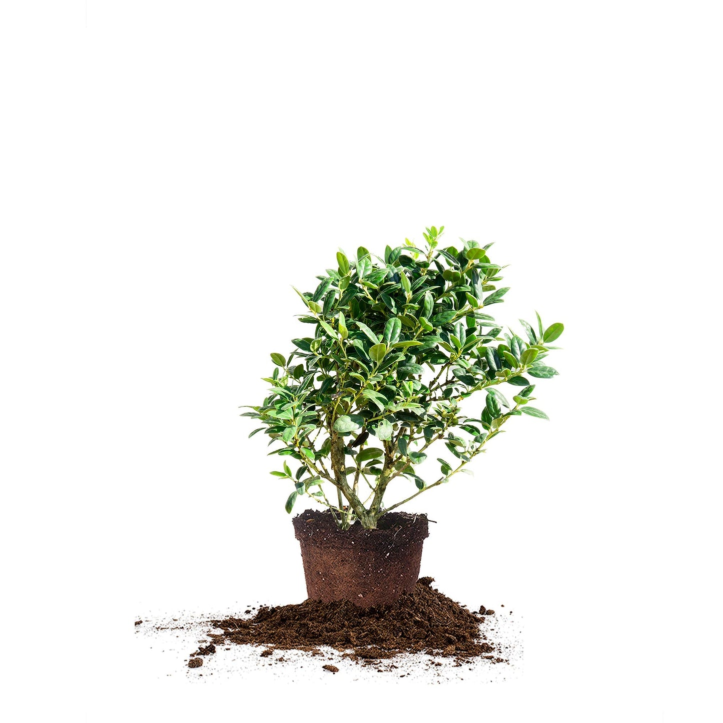 Dwarf Burford Holly 1 Gallon