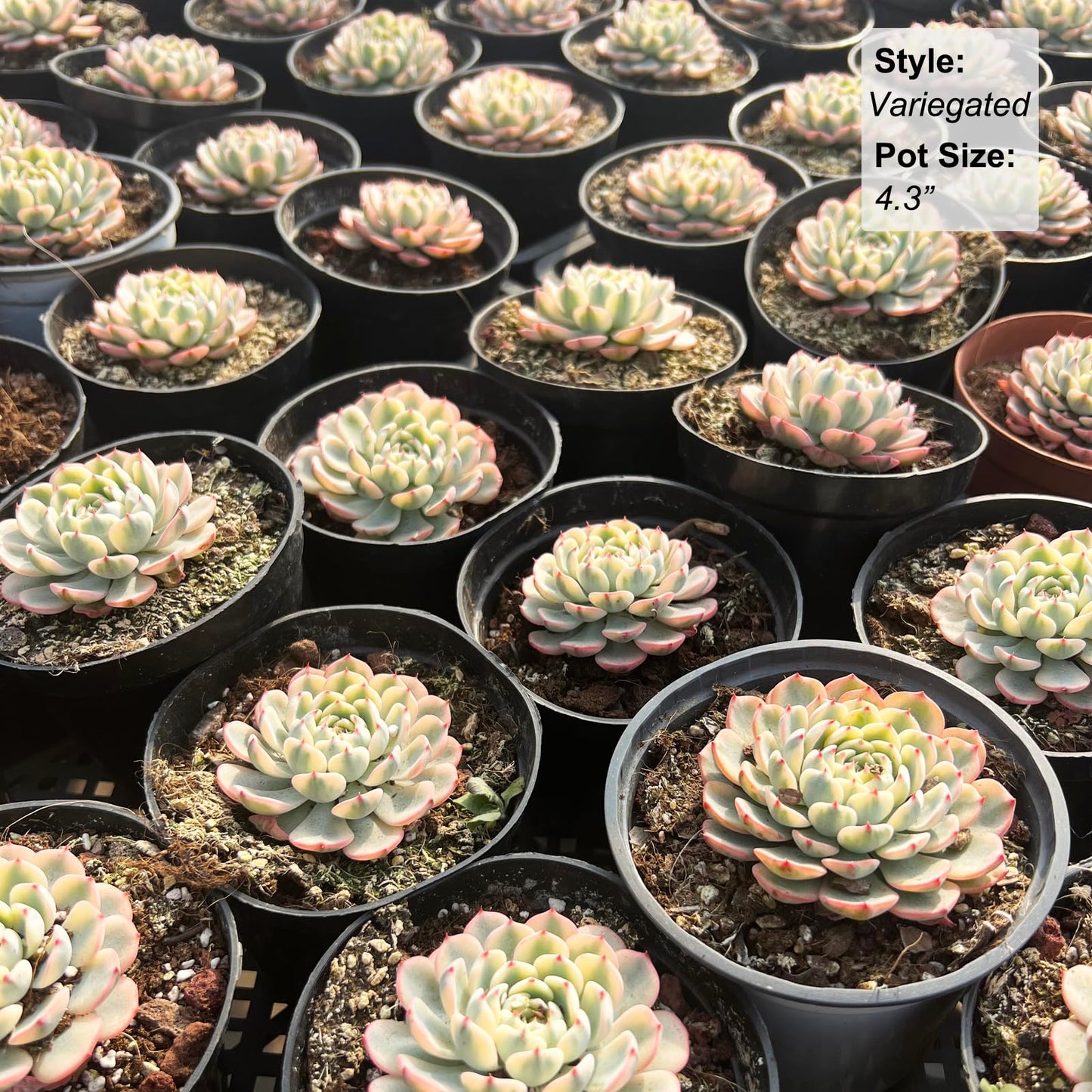 Echeveria Minima Rare Live Succulent Plants, Variegated 1 Head Pot Size 2.5" Orange Live Plant, Excludes Pot & Soil, Garden Indoor Office Desk, Party Baby Shower Decor, Gift for Plant Enthusiasts