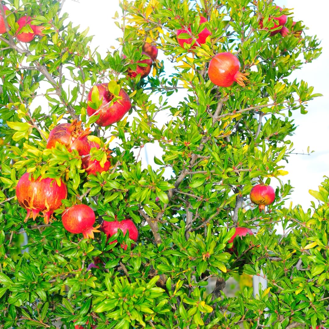 1 Year Old Pomegranate Tree Live Plant Seedlings in 4" Pot for Outdoor Growing, Cold Hardy, Zones 5-9