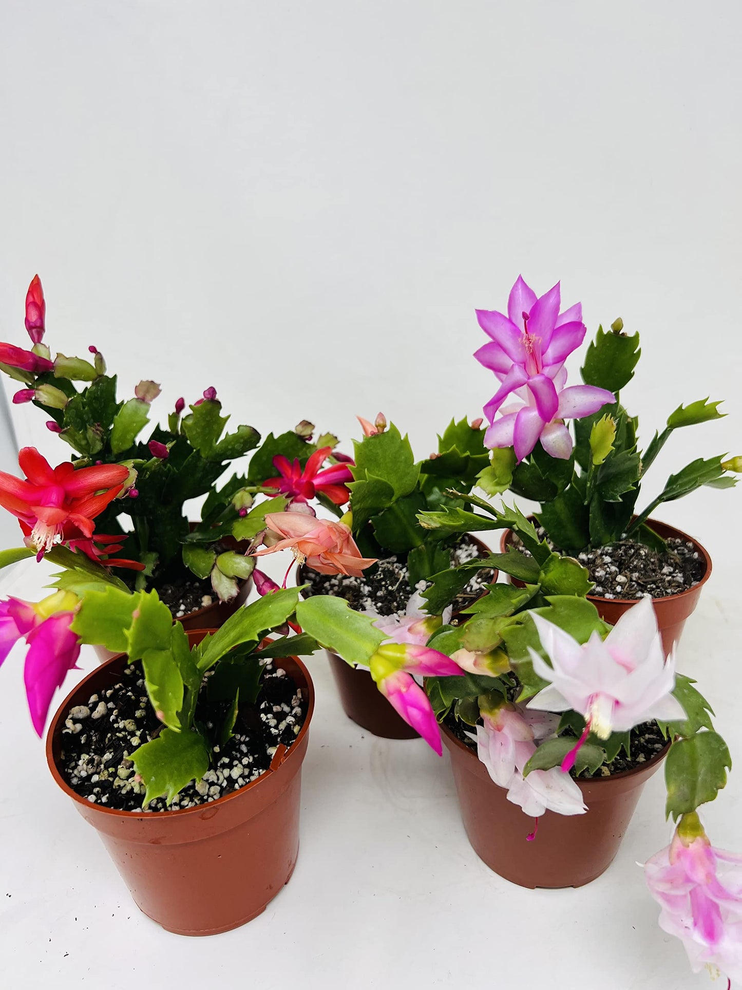 JM BAMBOO Christmas Cactus Party of 3 Plants -Unique Zygocactus Plants 4inch pots
