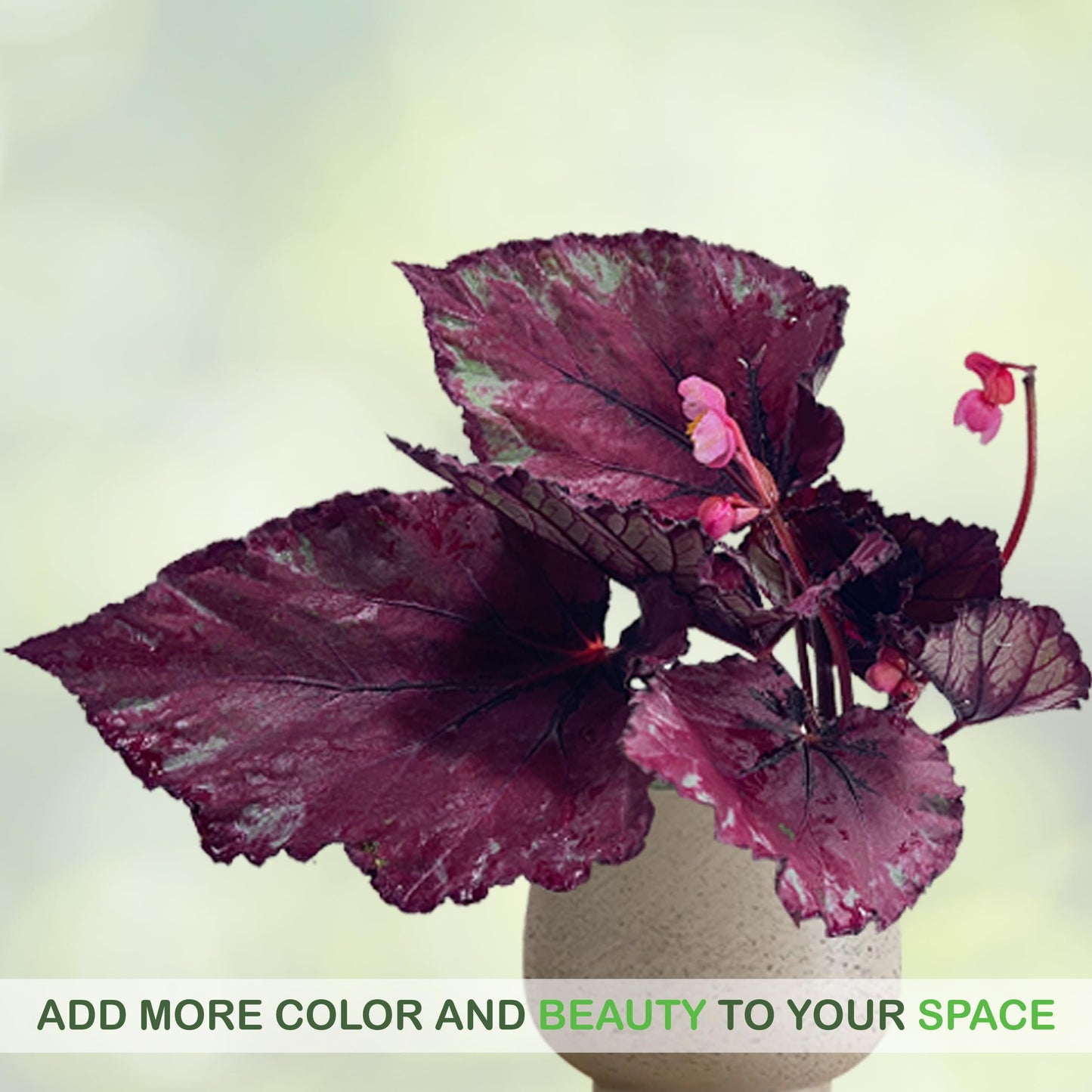 LEAL PLANTS ECUADOR Begonia Rex Flame (Pack of 2) – Attractive Indoor Plant,Easy Care, Air-Purifying House Plant for Wellness & Home Decor, Office Desk, Unique Sustainable Gift for Plant Lovers