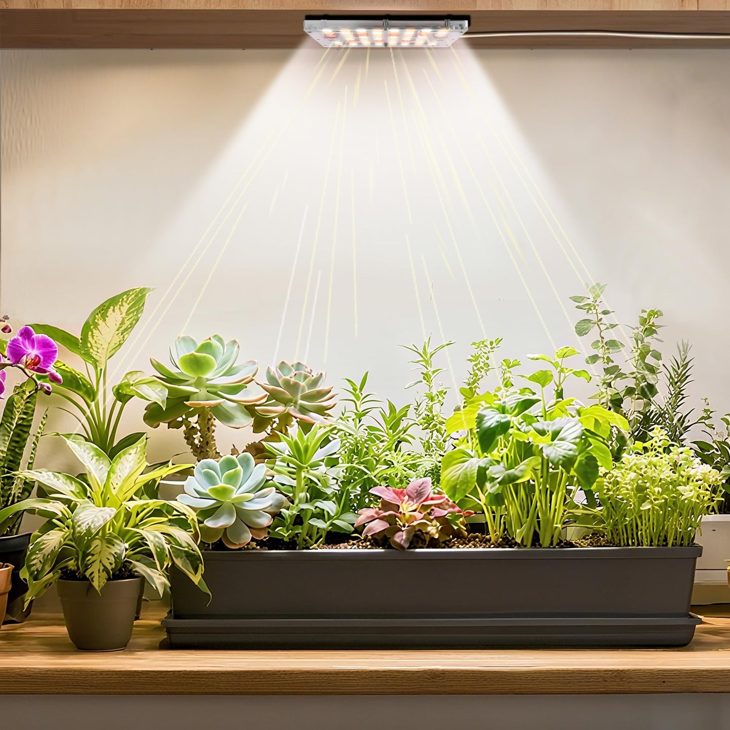 Stick-On Under Cabinet Grow Lights with Timer, High PPFD Sun-Like Full Spectrum LED Puck Light for Indoor Plants, Succulents, Mini Spotlight for Shelves, Terrarium & Display Case (3500K Warm White)