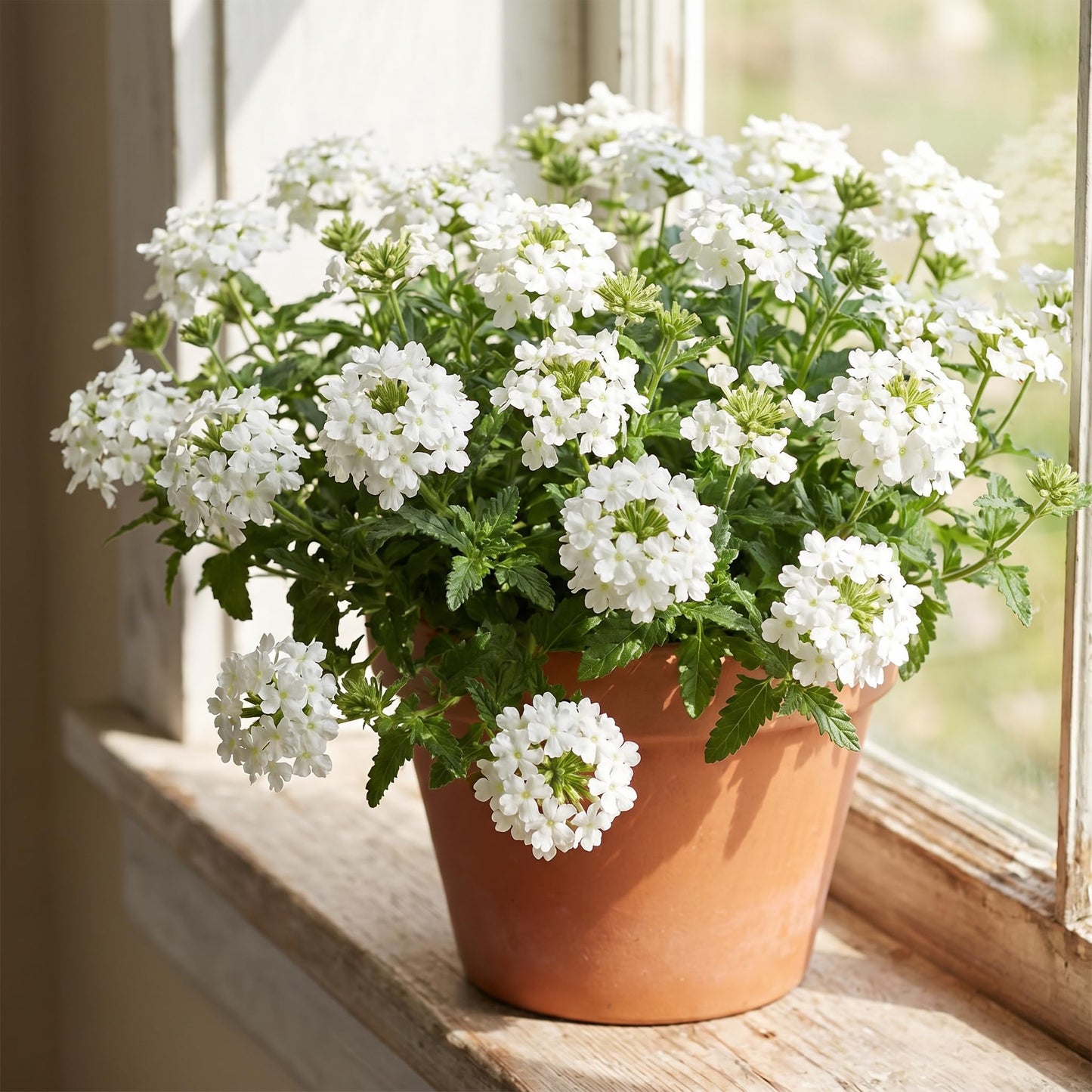 2 White Verbena Live Plants, Trailing Verbena Plants for Planting Outdoor, Perennial Ground Cover Flowers 4-7 Inches