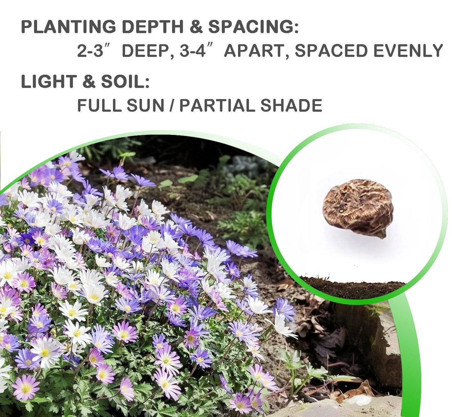 Amazing Deal! Anemone Blanda “Fireworks” – Colorful Perennial Flower Bulbs | Shade-Loving Windflowers in Purple, White, Pink & Blue | Attracts Butterflies & Bees | Zones 3–8 - (30 Bulbs)