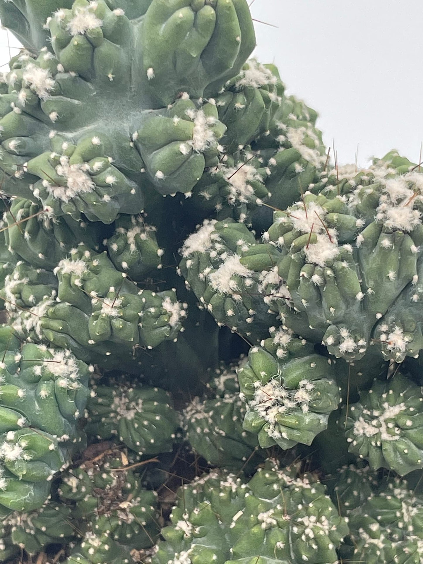 BubbleBlooms Crested Cereus Cactus in a 6 inch Pot Peruvian Apple Cactus, Repandus, uruguayanus, Hedge Cacti