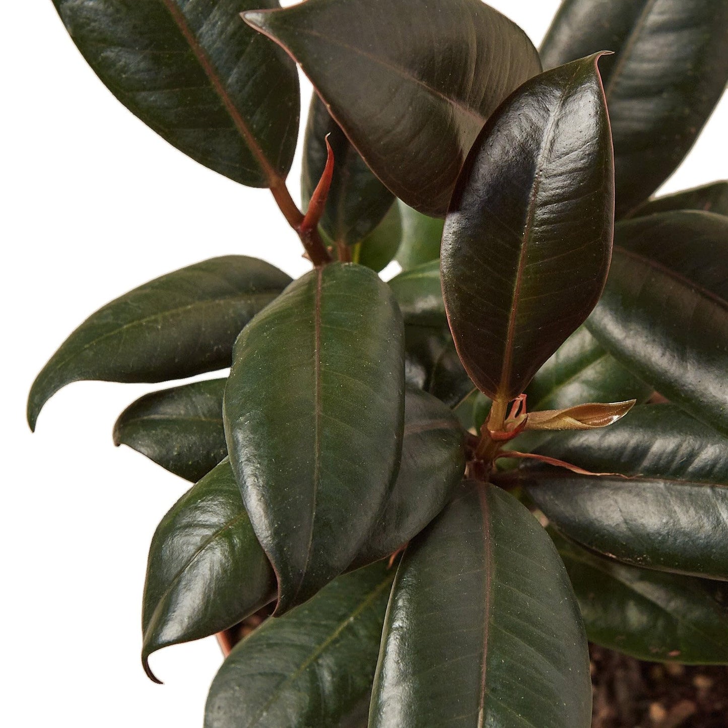 5 Pack Ficus Elastica 'Burgundy' in 6in Pot - Live Plants Tropical Houseplants | Variegated | USA Growers | The Snobby Leaf