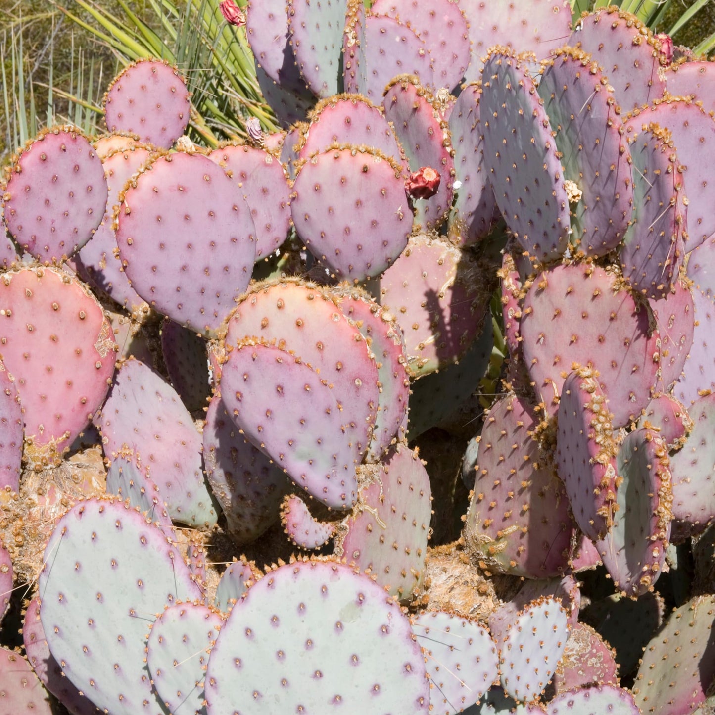 8 Months Old Purple Prickly Pear Cactus Plants Live Potted, 4-6 Inch Tall, Prickly Cactus Live Plant Indoor Outdoor Planting, Hardy Succulent for Home or Garden