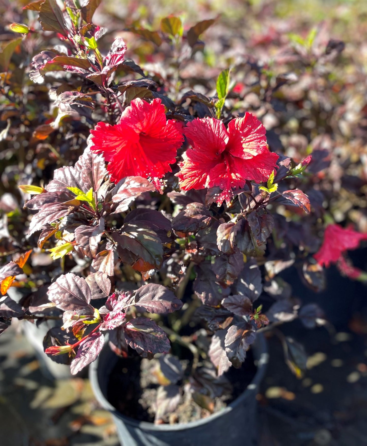 American Plant Exchange Hibiscus 'Red Hot' Plant – Live Flowering Bush, 10-Inch Pot, Tropical Variegated Red Blooms for Garden Beds, Patios, and Outdoor Landscapes