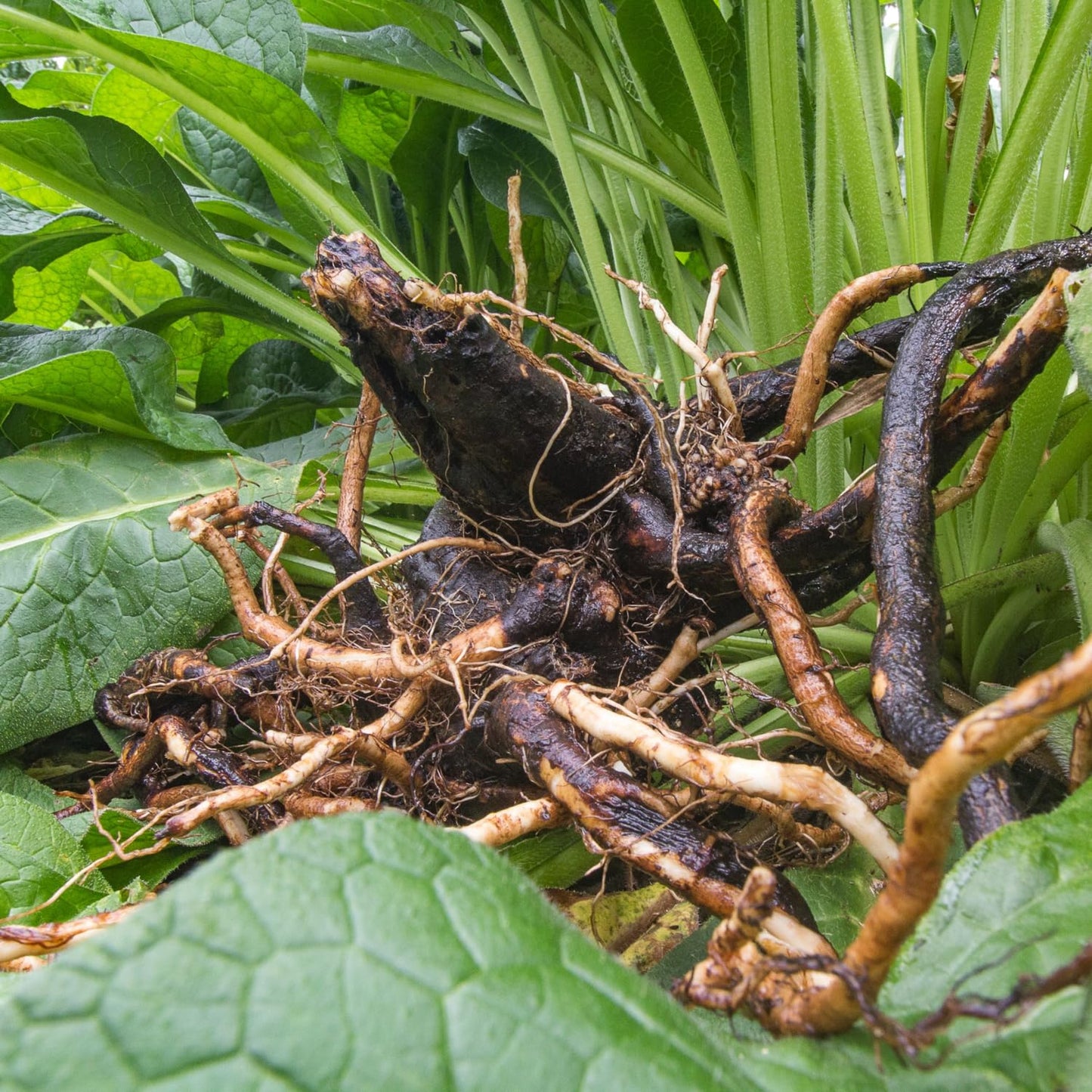 12 Comfrey Plant Roots Fast-Growing, High Yields Bocking 14 Comfrey Plant Live Roots, Perennial Herb Plant