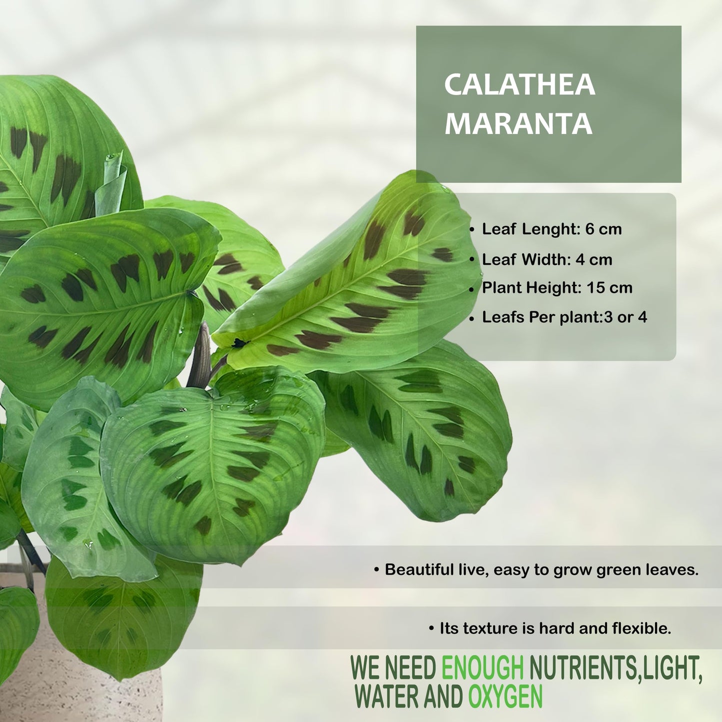 LEAL PLANTS ECUADOR Calathea Maranta (Pack of 2) Fascinating Leaf Movement, Easy Care Tropical Houseplant, Air-Purifying, Ideal for Home & Office Decor, Unique Living Plant Gift