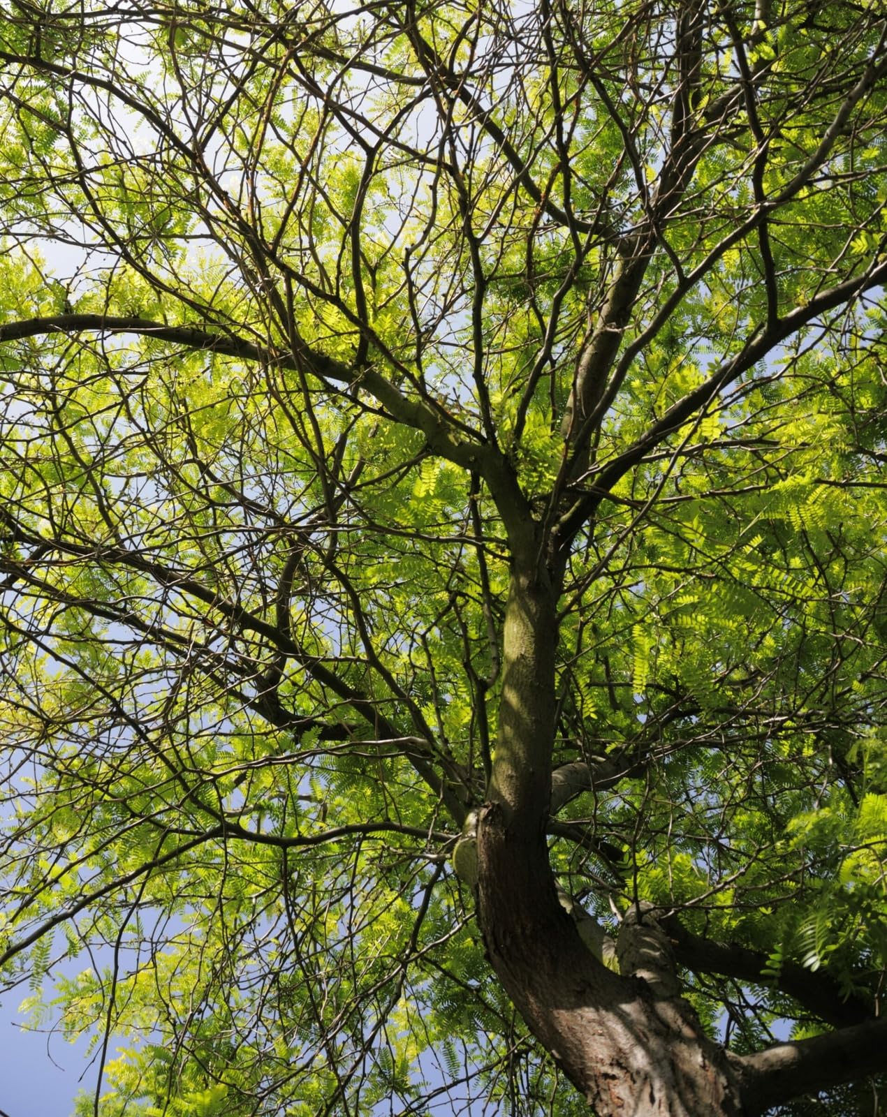 Live Plant - 2 Thornless Honey Locust Trees - 18-24" Tall Live Plants - Bare Root - Outdoor