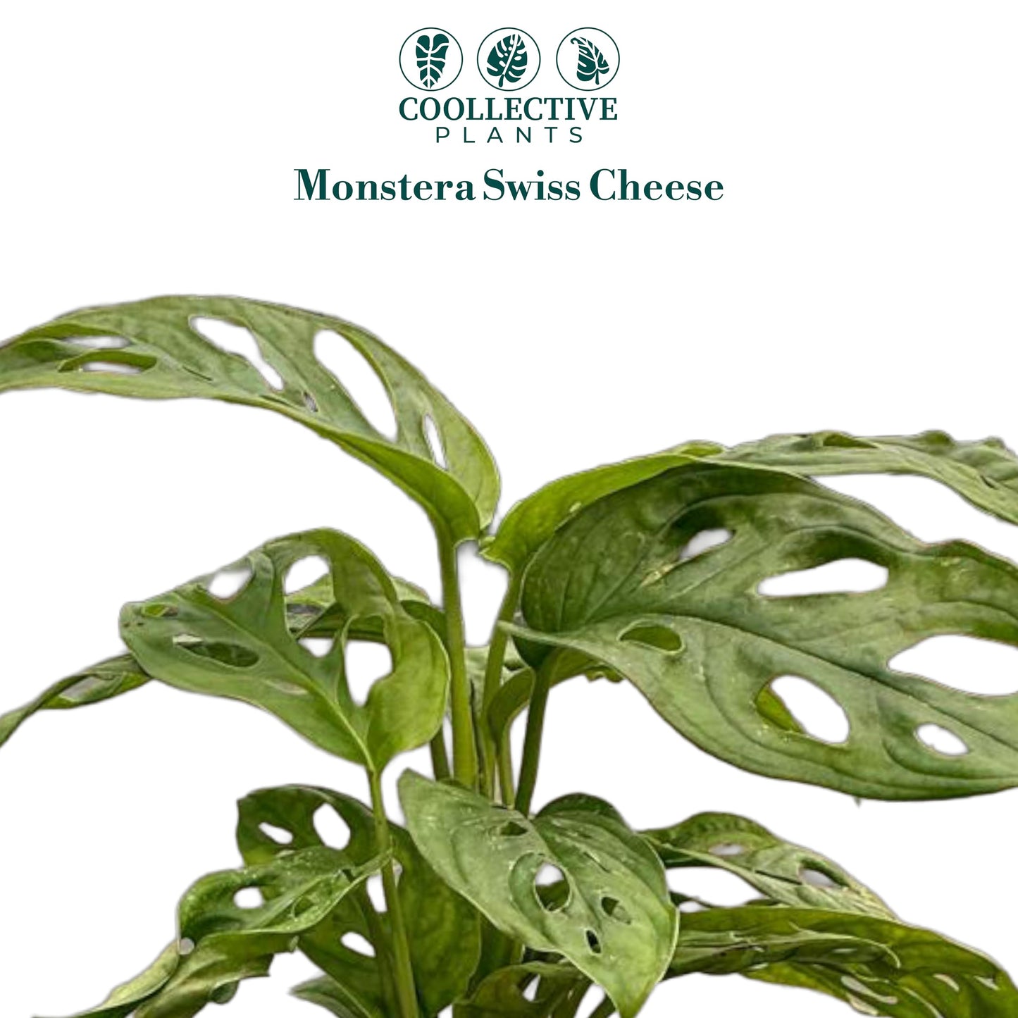 CoollectivePlants Monstera Swiss Cheese Live Plant in 4" Growers Pot – Easy Care Indoor Houseplant, Low Maintenance Vining Monstera Adansonii, Tropical Foliage