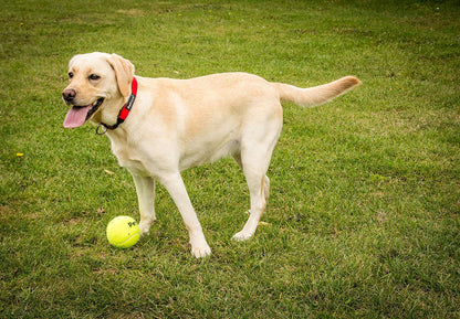Petface Super Tennis Balls For Dogs, Throw and Fetch, Outdoor Exercise (Pack of 12)