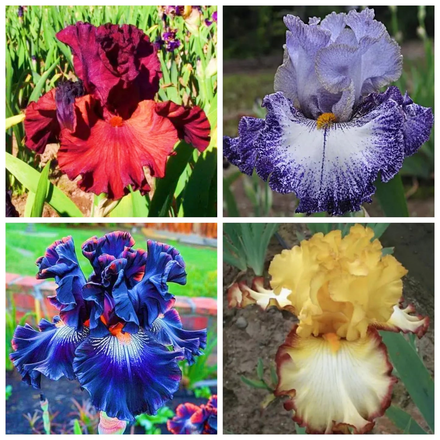 LBJDUYS Iris for Planting - Iris Mix Bulk - Outdoor Decoration, Lively Elegant Accent for Garden and Walkways (4)