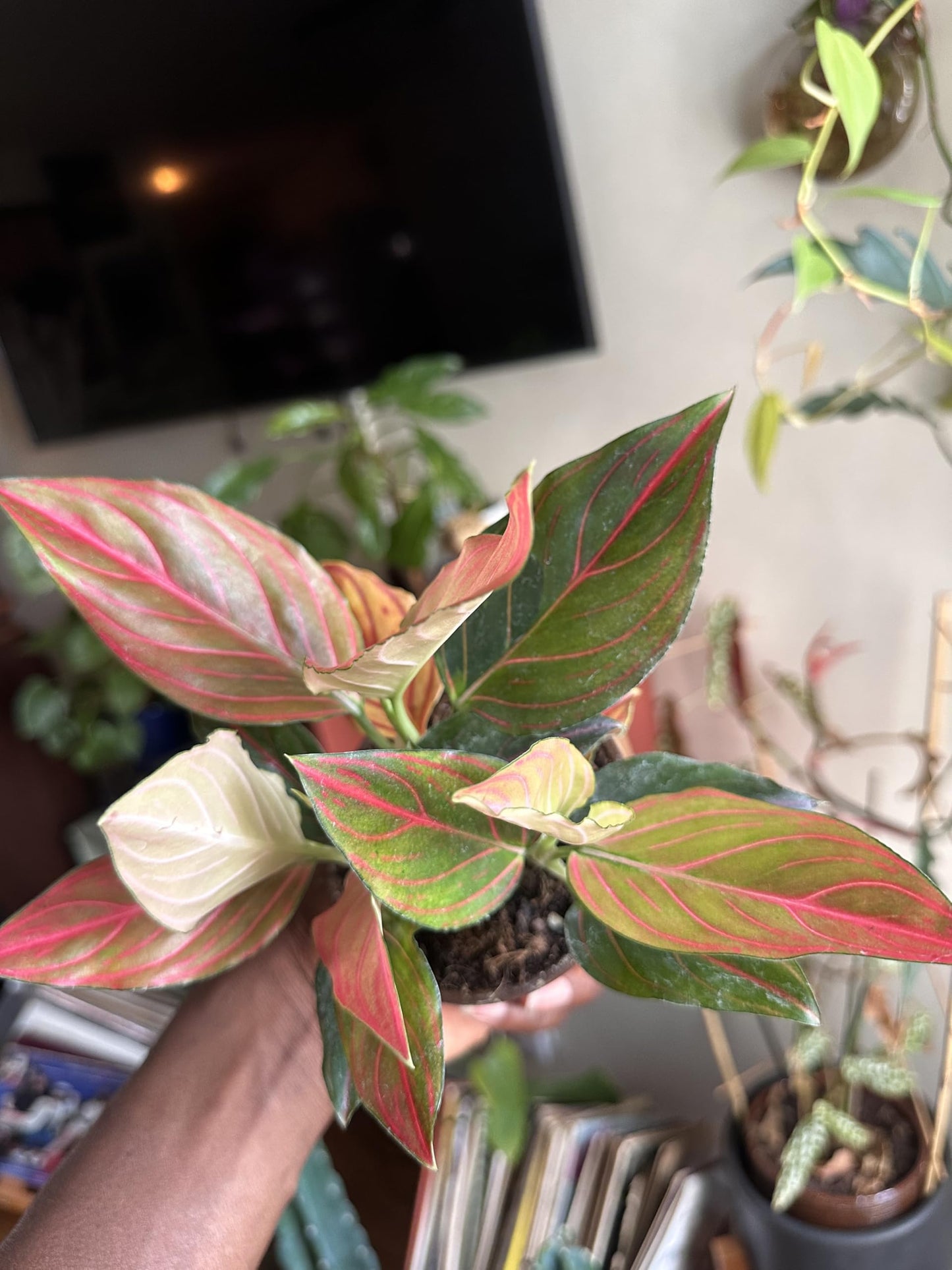 Aglaonema Red Vein Rare - Chinese Evergreen, Live Indoor Tropical Plant, 4 Inch, Pink and Green Variegated Leaves, Low Maintenance Air Purifying Houseplant in Nursery Pot