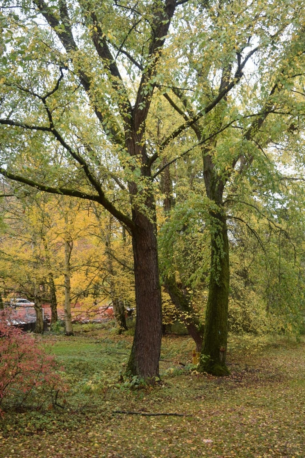 Live Plant - 3 River Birch Trees - 18-30" Tall - Live Plants - Bareroot - Betula nigra