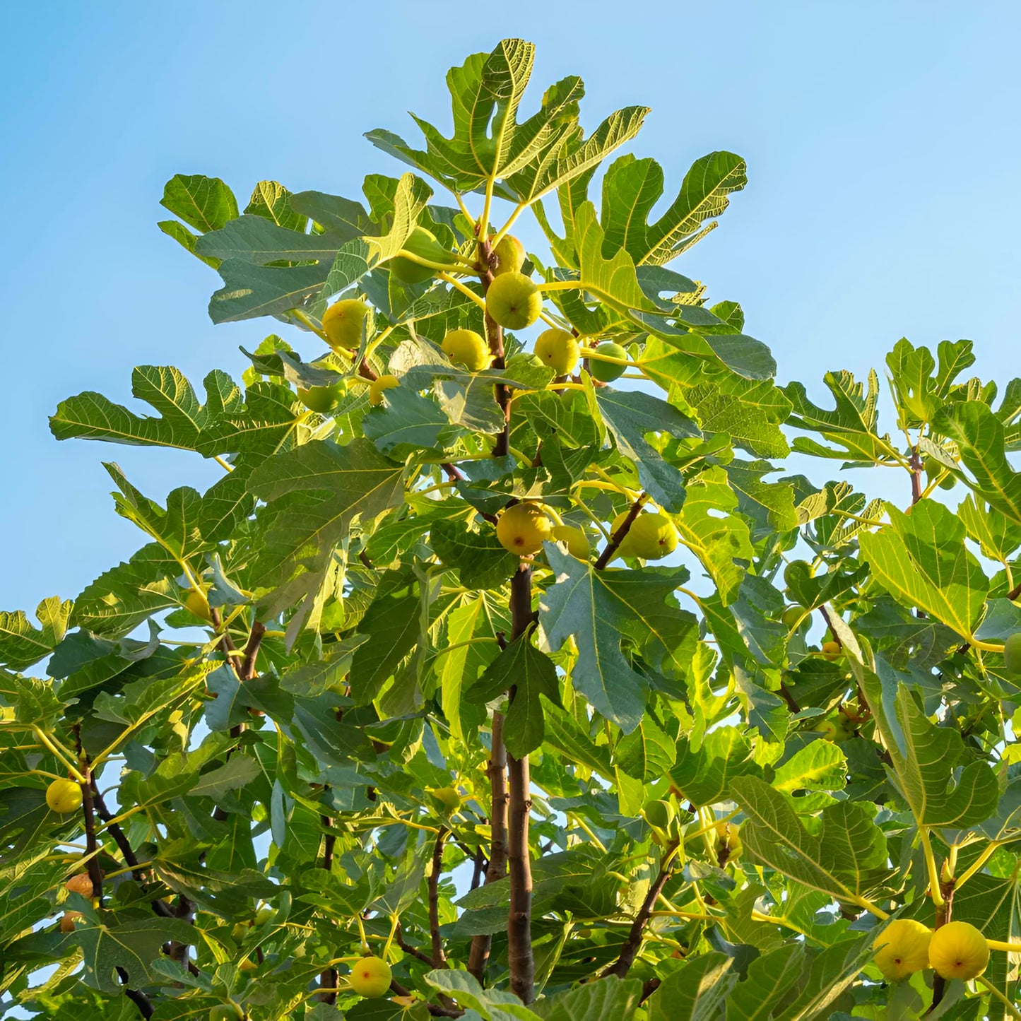 Chicago Cold Hardy Fig Tree Live Plant – Fast Growing, Cold Hardy Fruit Tree for Outdoor Planting – Chicago Cold Hardy Fig for Home Garden, Patio & Orchard (1 Gallon/Potted/Single Plant)