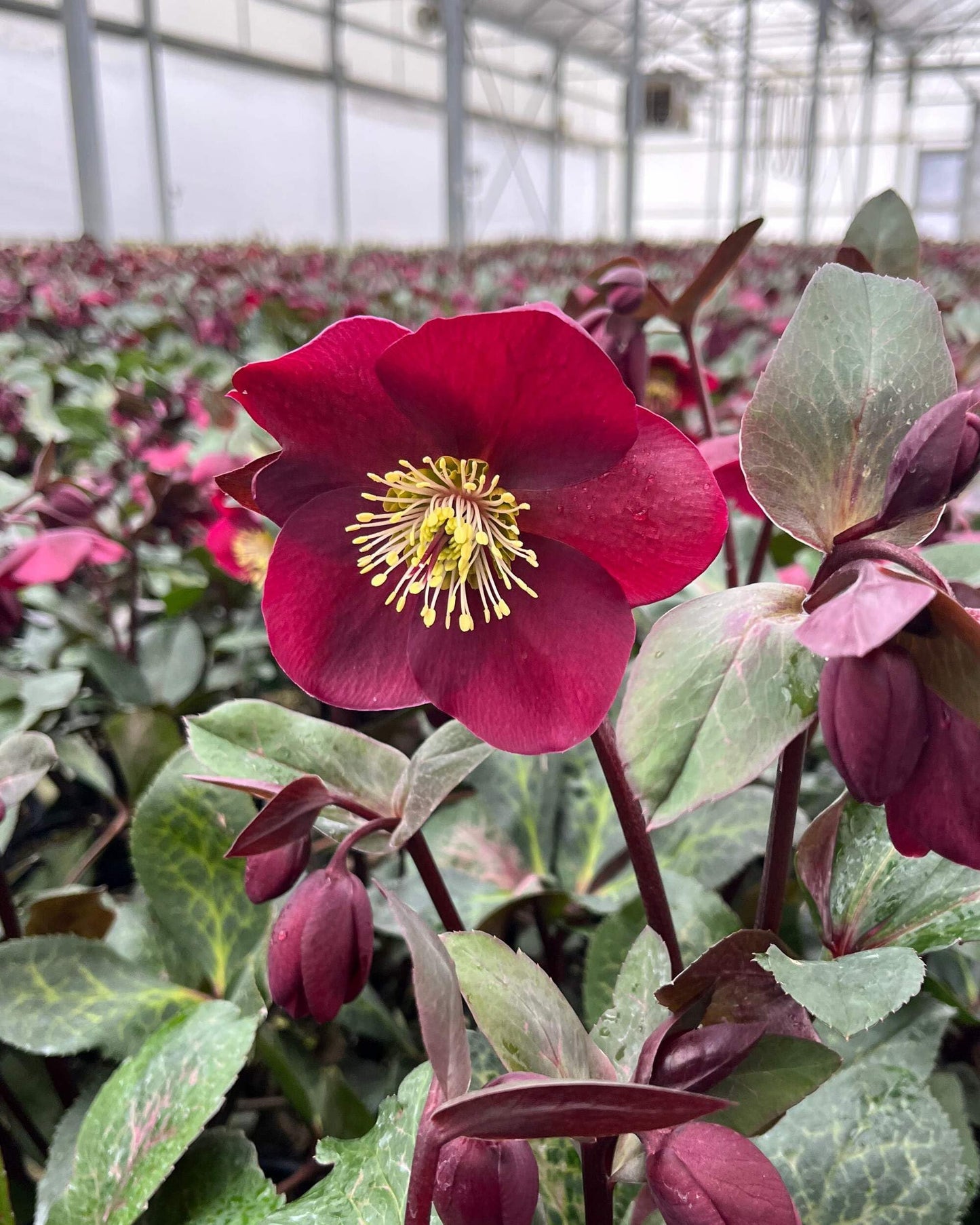 Perennial Farm Marketplace Helleborus x Frostkiss® ‘Anna’s Red’ (Lenten Rose) Perennial, Size-#1 Container, Red Blooms Late Winter to Spring, Deer Resistant