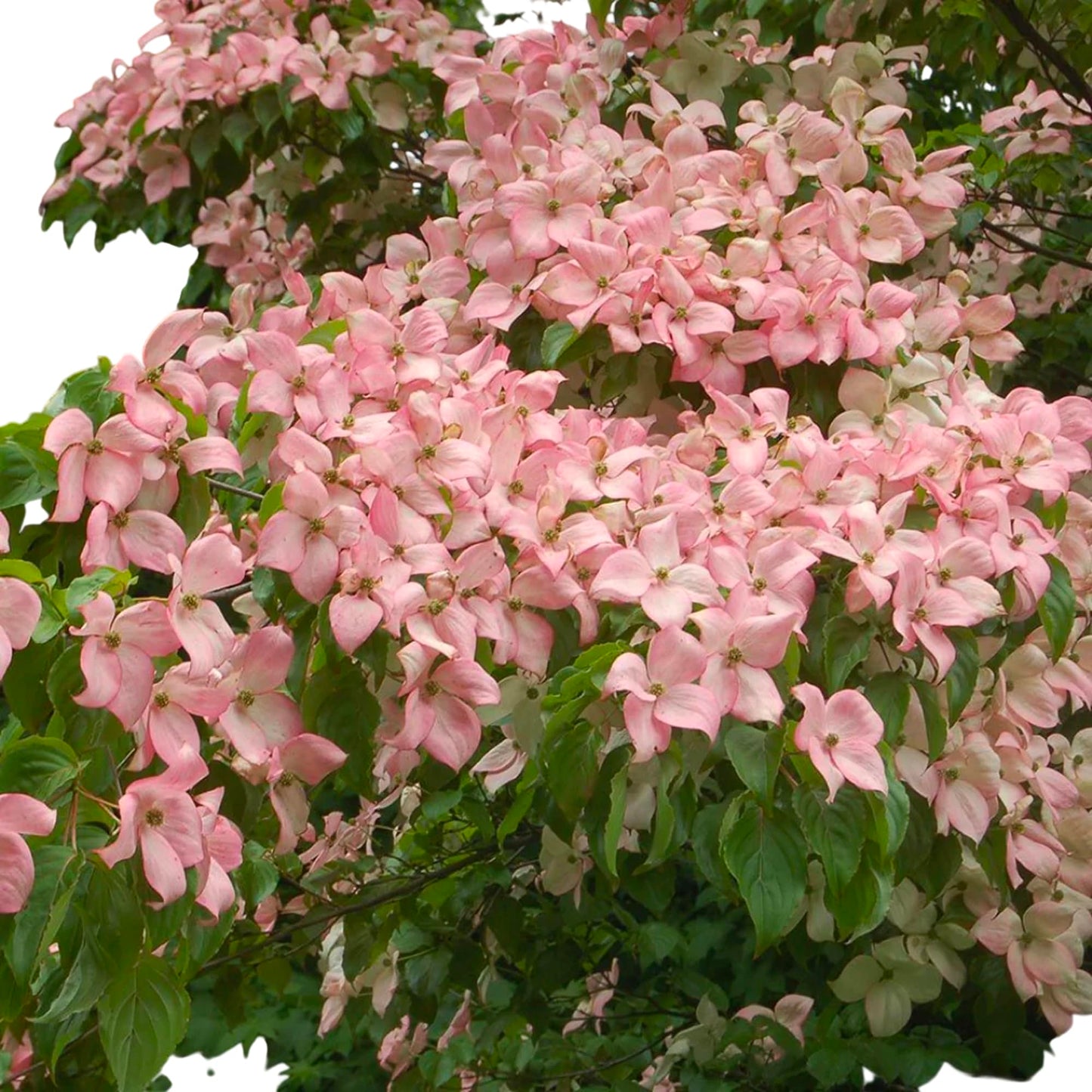 Pink Kousa Dogwood Tree, Flowering Ornamental Tree with Pink Blooms (1 Gallon/Potted/Set of 2 Plants)