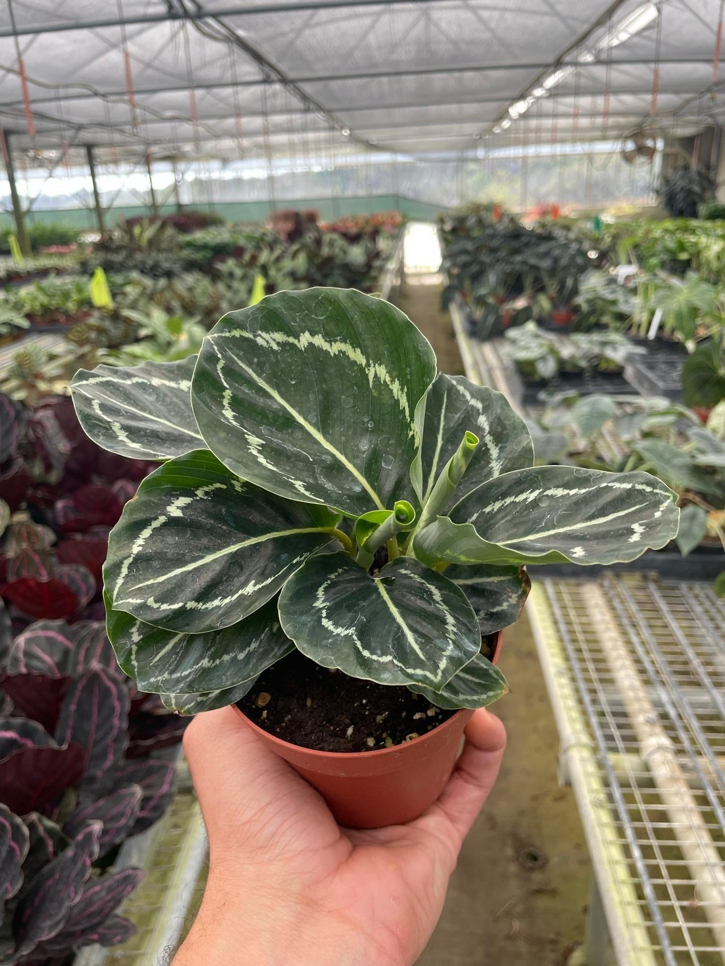 Calathea 'Green Goddess' Size: | Live Plant for Indoor & Outdoor | for Living Room, Office, Bathroom | (4" Pot)