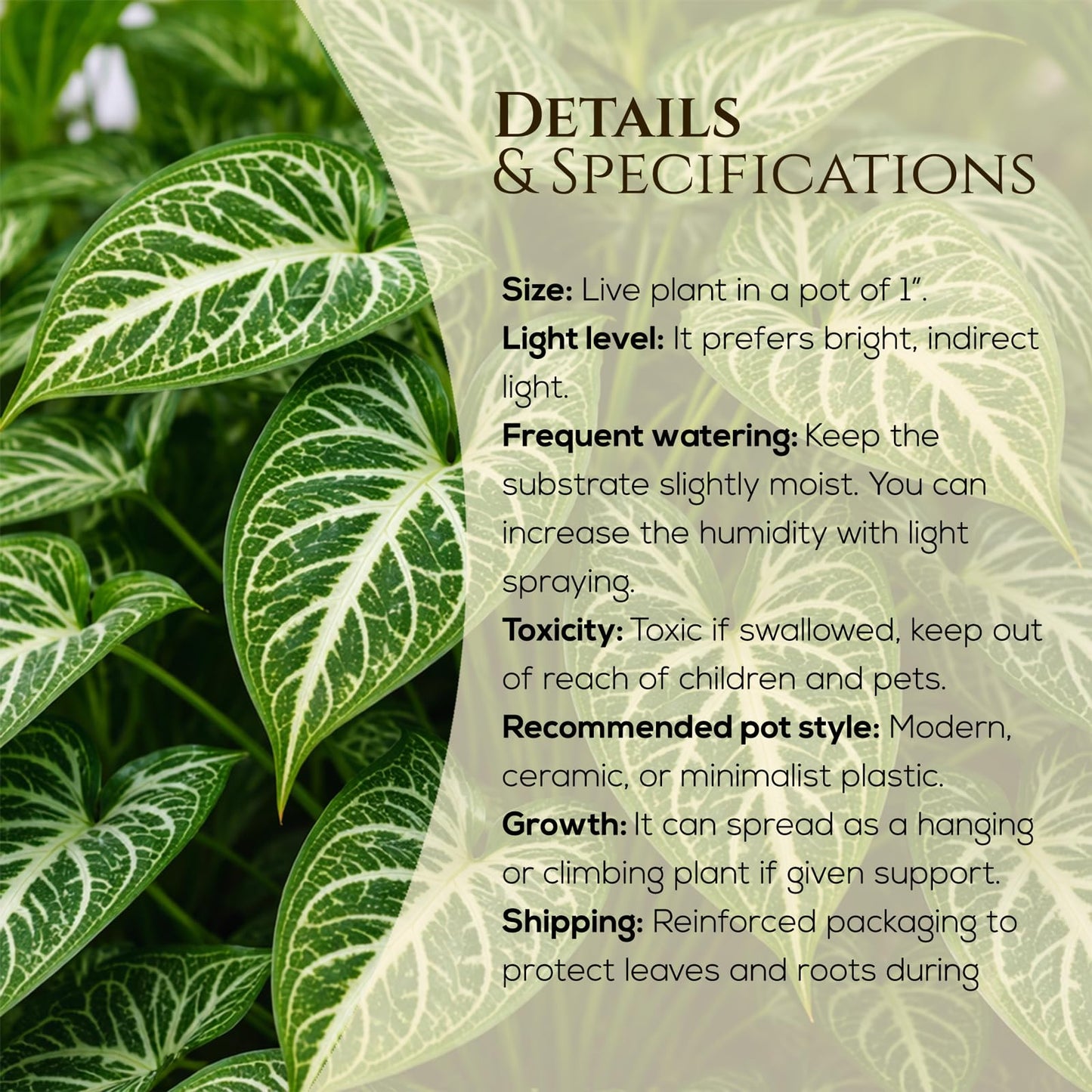 Syngonium Plant Collection (4 Pack) Live Starter Plants, Batik, Holly M, Milk Confetti, Neon Robusta, Rare Indoor Houseplants, Easy Care Arrowhead Vine Plants Live