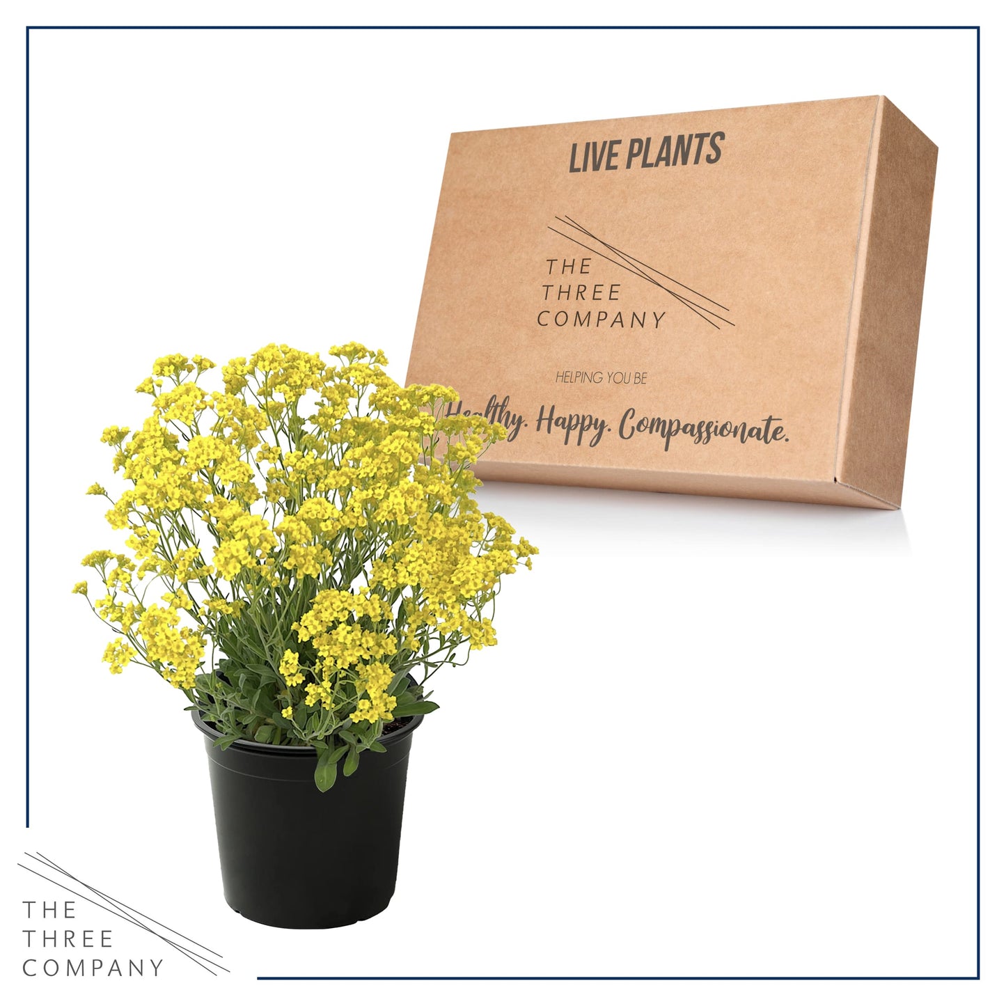 Live Flowering Alyssum - Yellow - Beautiful Mounding Perennial - 12" Tall by 6" Wide in 2.5 Qt Pot