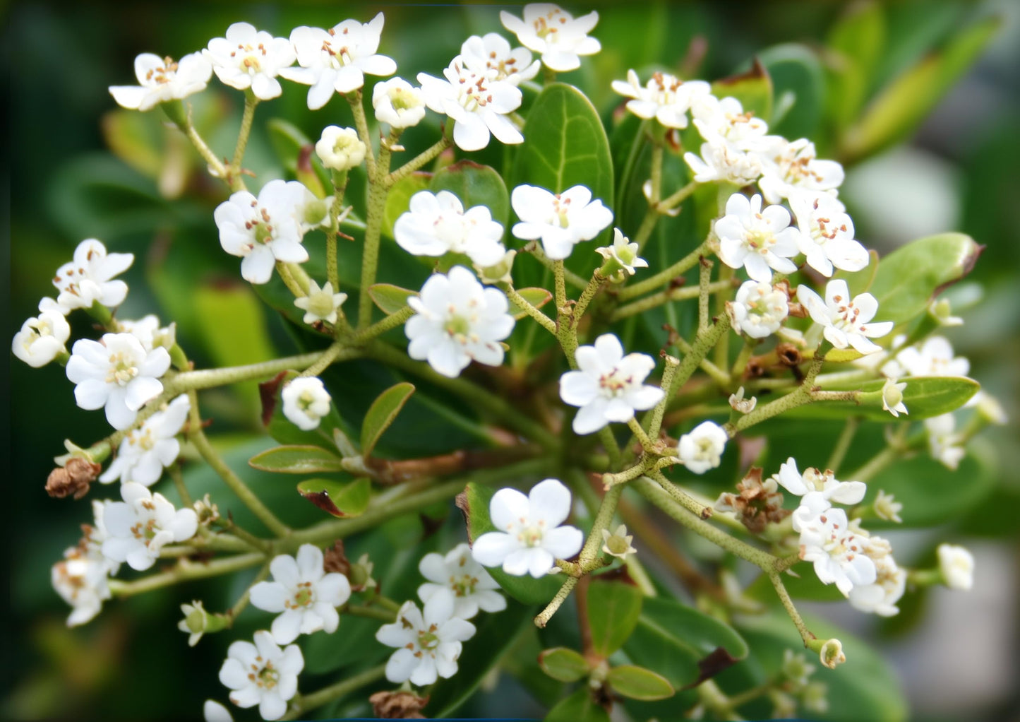 Viburnum Densa | 3 Live Quart Size Plants | Viburnum Obovatum 'Densa' | Compact Evergreen Shrub | Low-Maintenance Privacy Plants for Landscaping