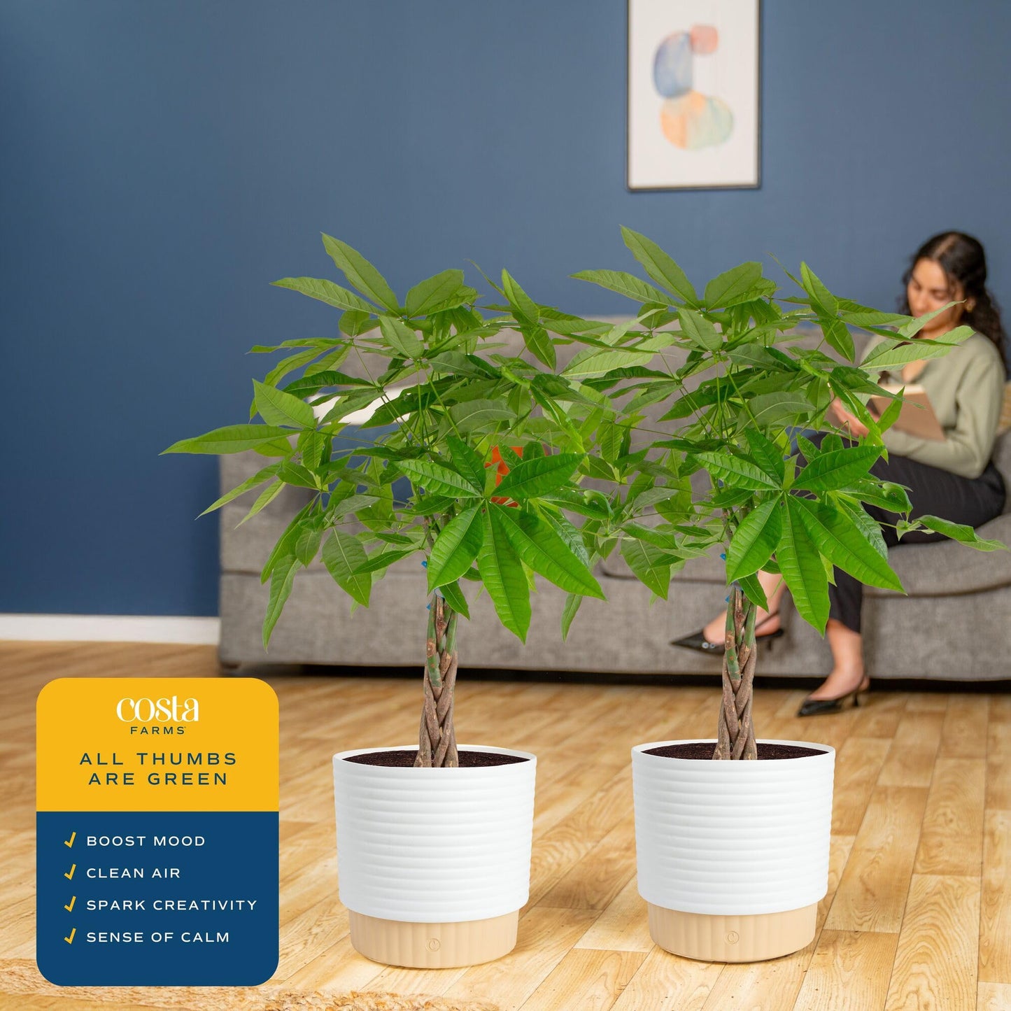 Costa Farms Live Money Tree Plants (2-Pack), Large Indoor Plant 3-4 Feet Tall with Braided Trunk, Easy Care Floor Houseplants in 10-Inch Decor Pots, Pet Friendly Housewarming Gift & Office Decor