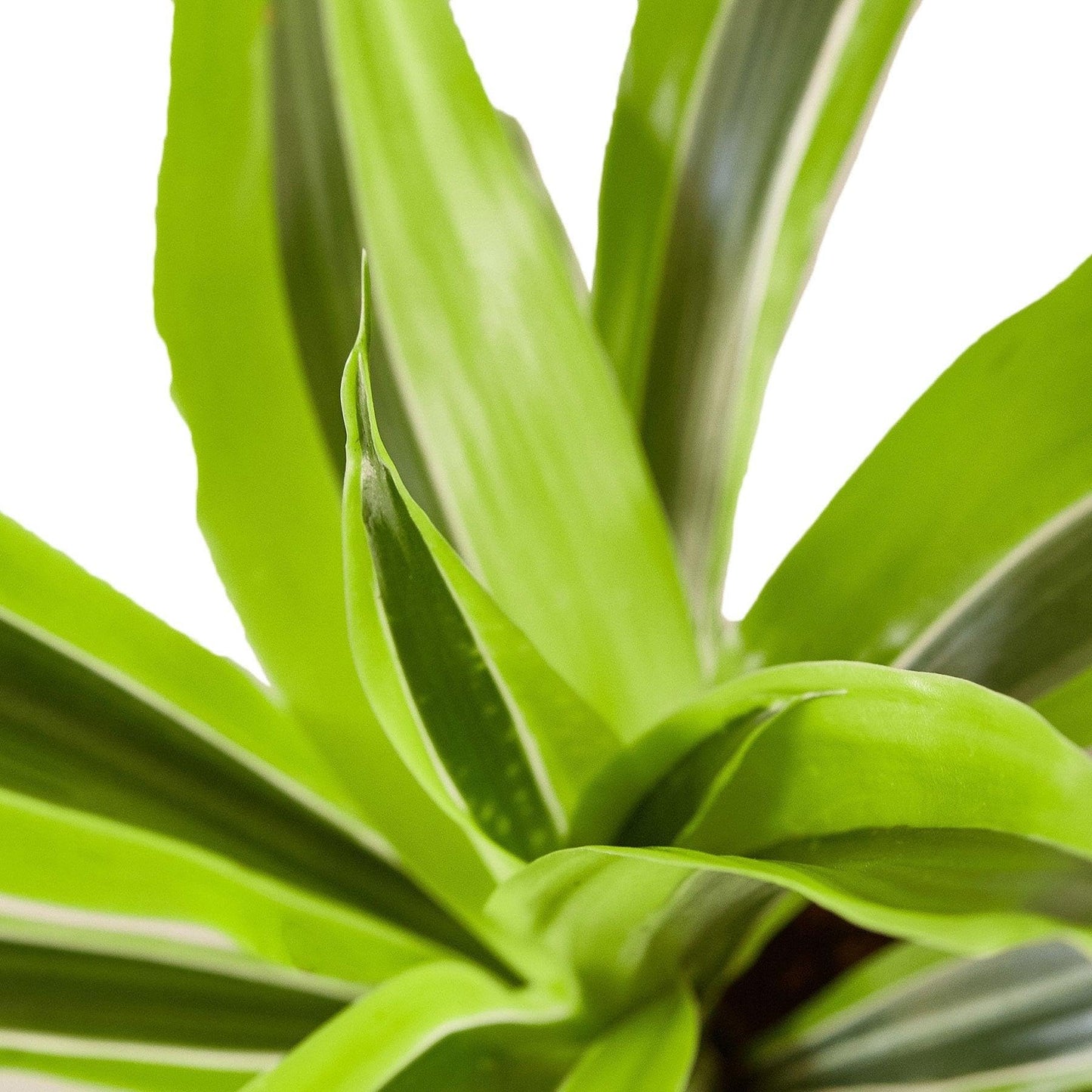 Dracaena Deremensis 'Lemon Surprise' | Live Plant for Indoor & Outdoor | for Living Room, Office, Bathroom | (10" Pot)
