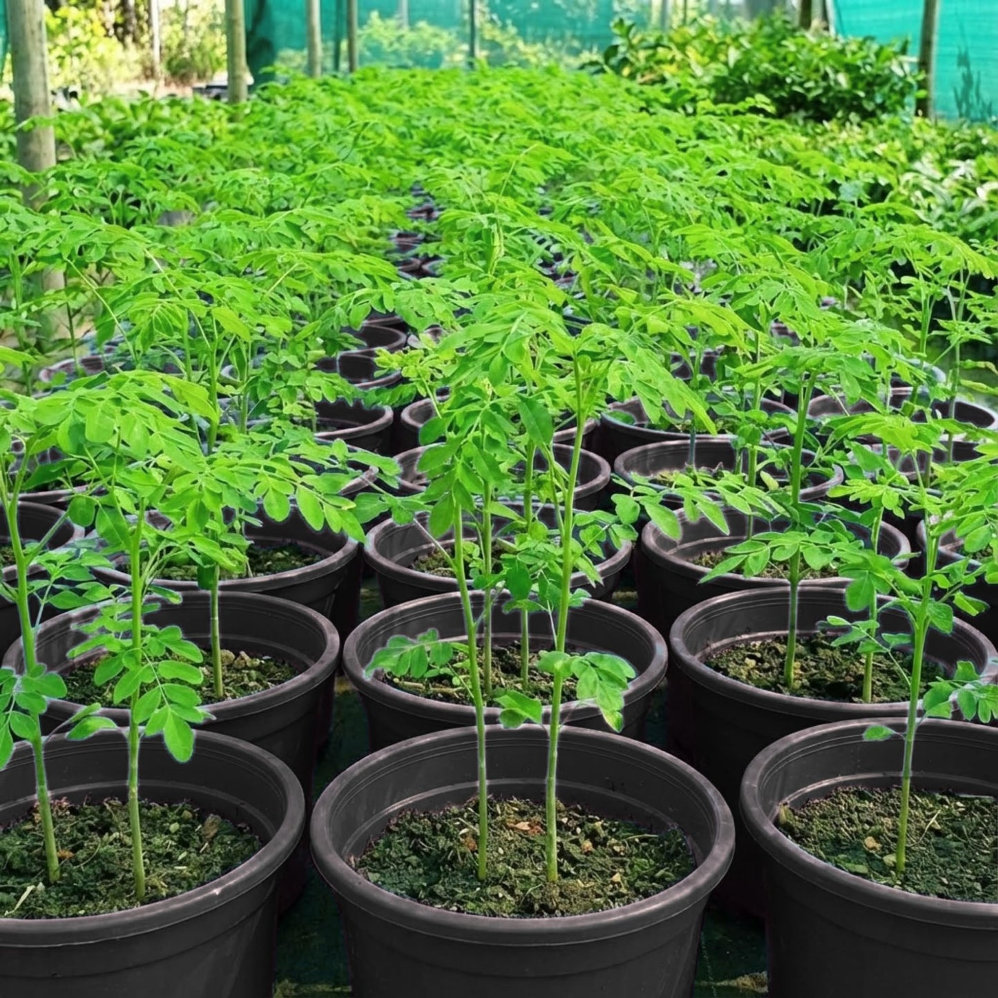 1 Moringa Tree Live Plant, 6-8 Inc Moringa Plants Live, Drumstick Horseradish Tree, Herb Malunggay Plants for Planting, No Pot
