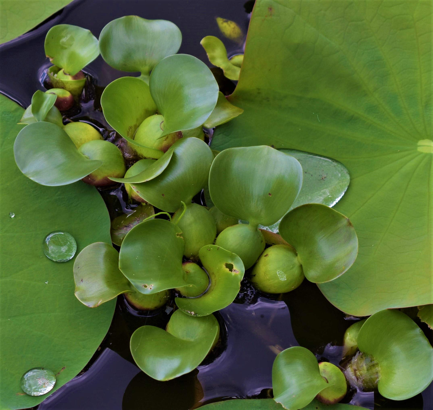 Water Hyacinths Floating Water Garden Plants (12 live plants)