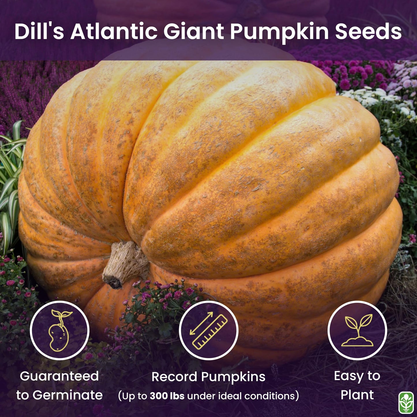 Giant Pumpkin Seeds for Planting – 10 Dill’s Atlantic Seeds for Record-Breaking Pumpkins! – Vegetables for Outdoor Planting – Grown in The USA